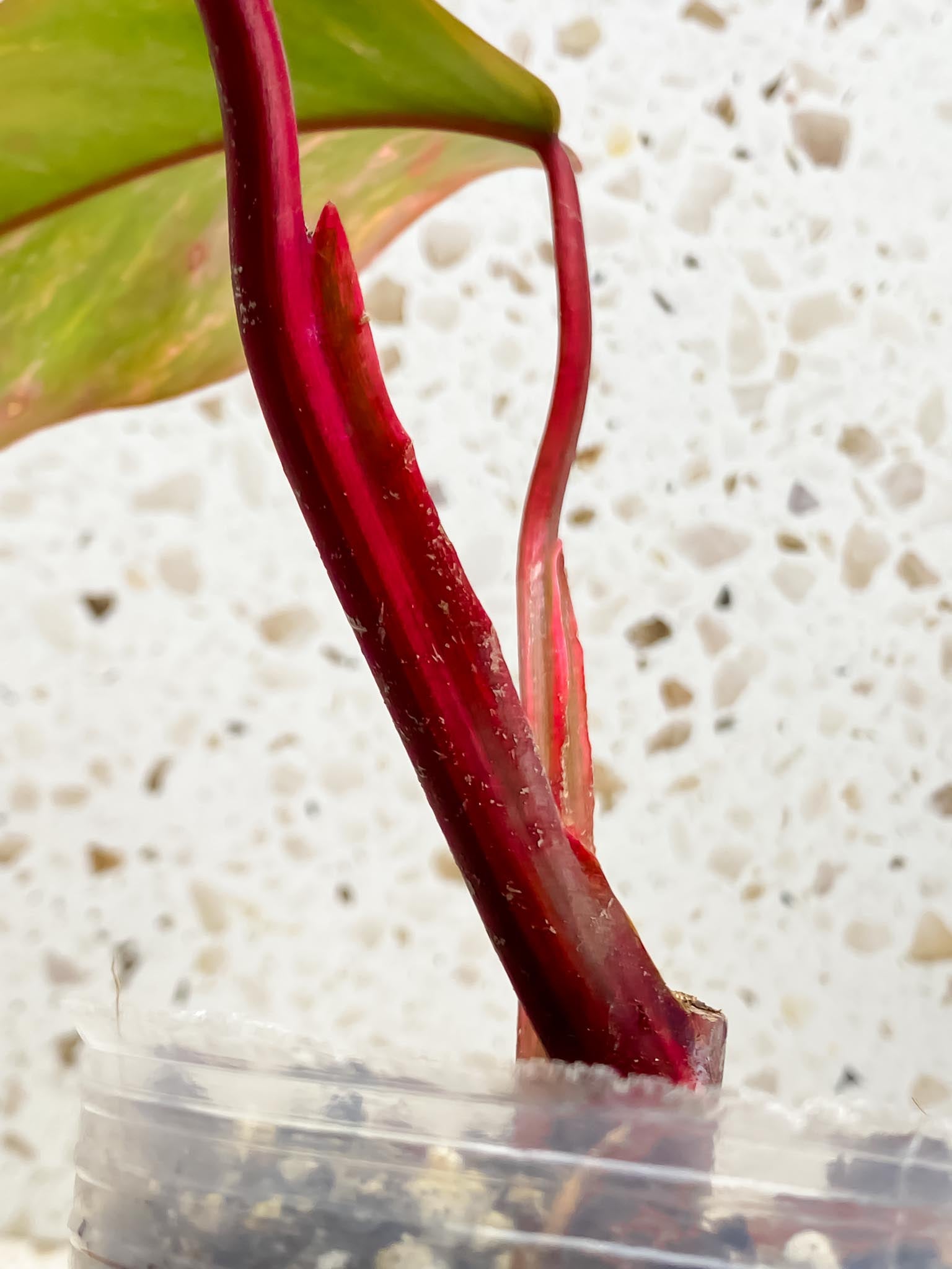 Philodendron Strawberry Shake Pink 2 Leaves  2 Nodes  1 Growing Bud Top Cutting Rooted