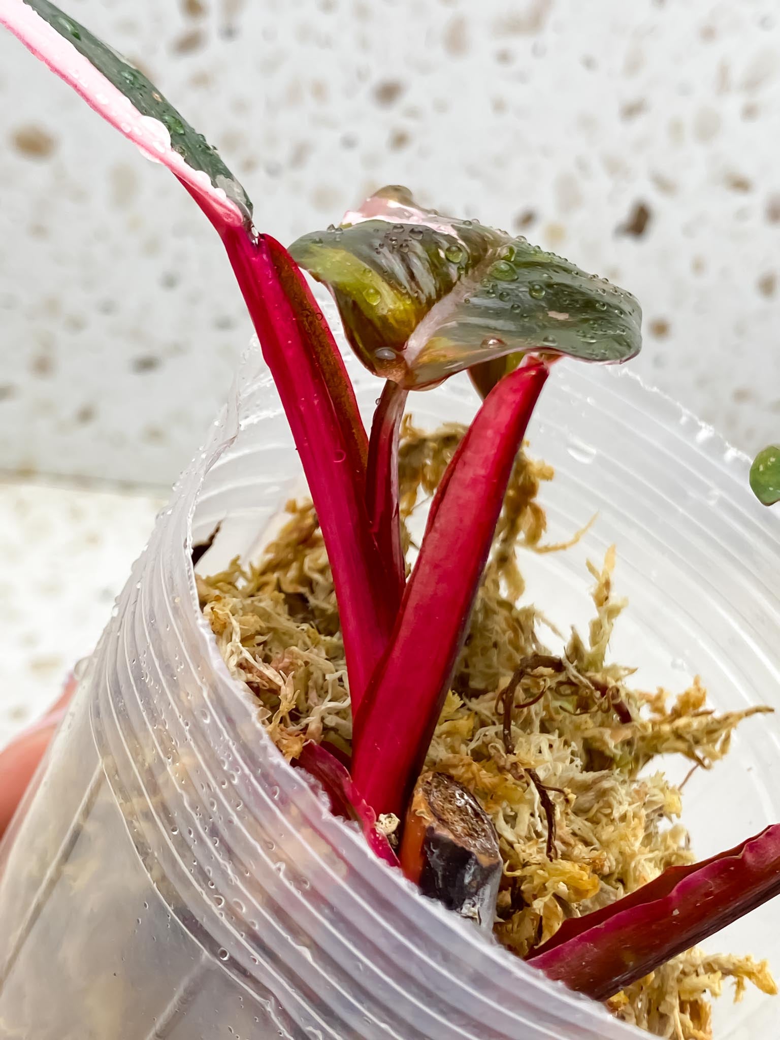 *Philodendron Red Anderson 3 Leaves  3 Nodes  Rooted