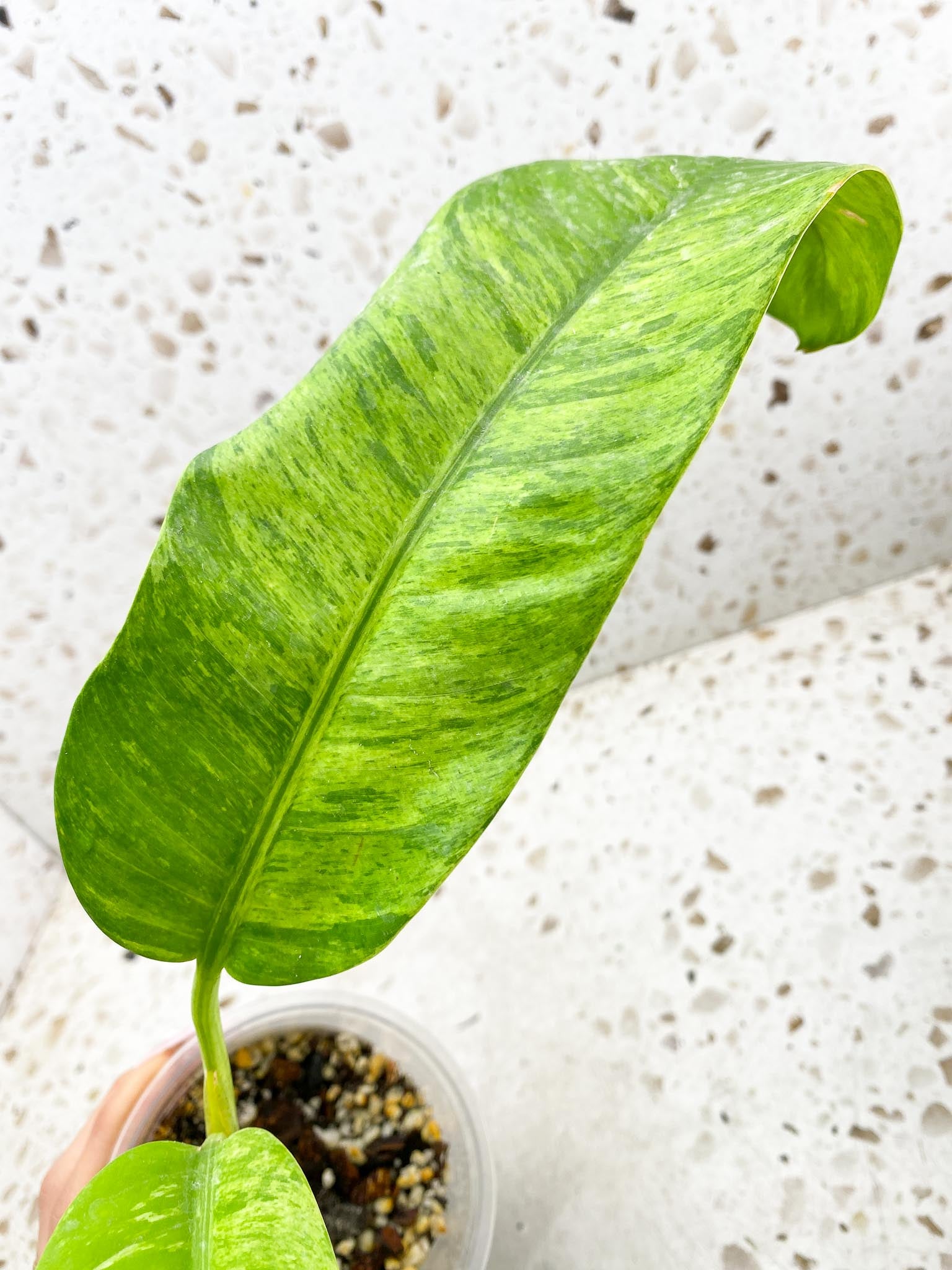 Epipremnum Giganteum Variegated 3 Leaves  3 Nodes  Top Cutting Rooted