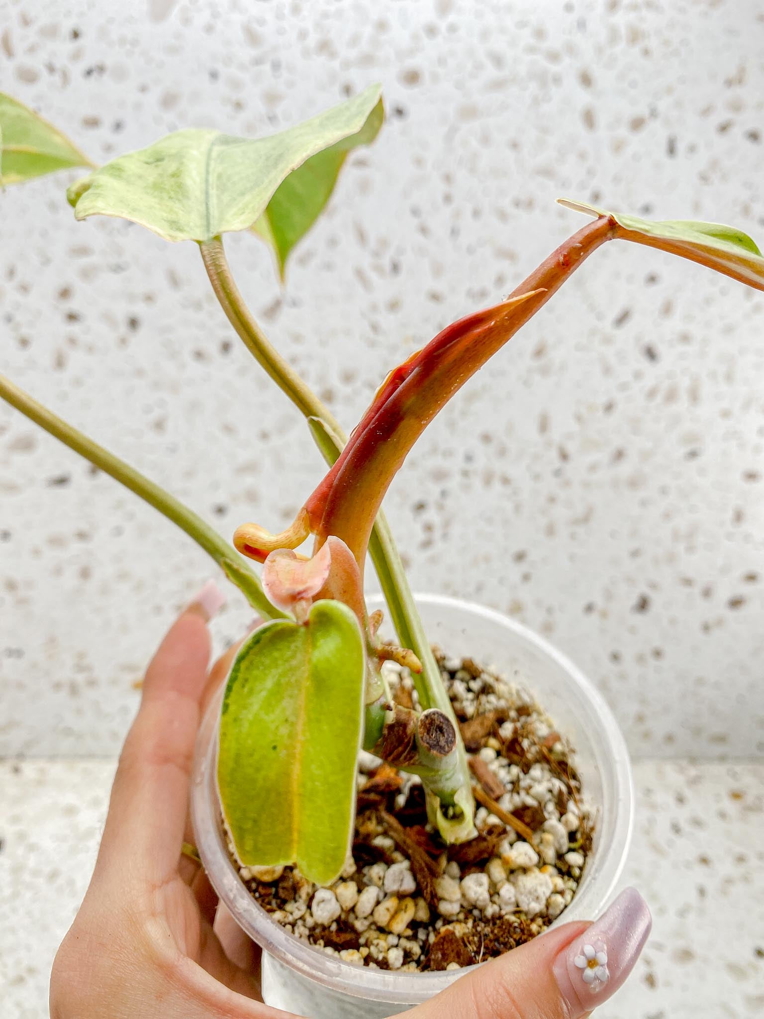 Philodendron Whipple Way A++ (US Clone) 5 Leaves  Multiple Nodes 1 Sprout Rooted