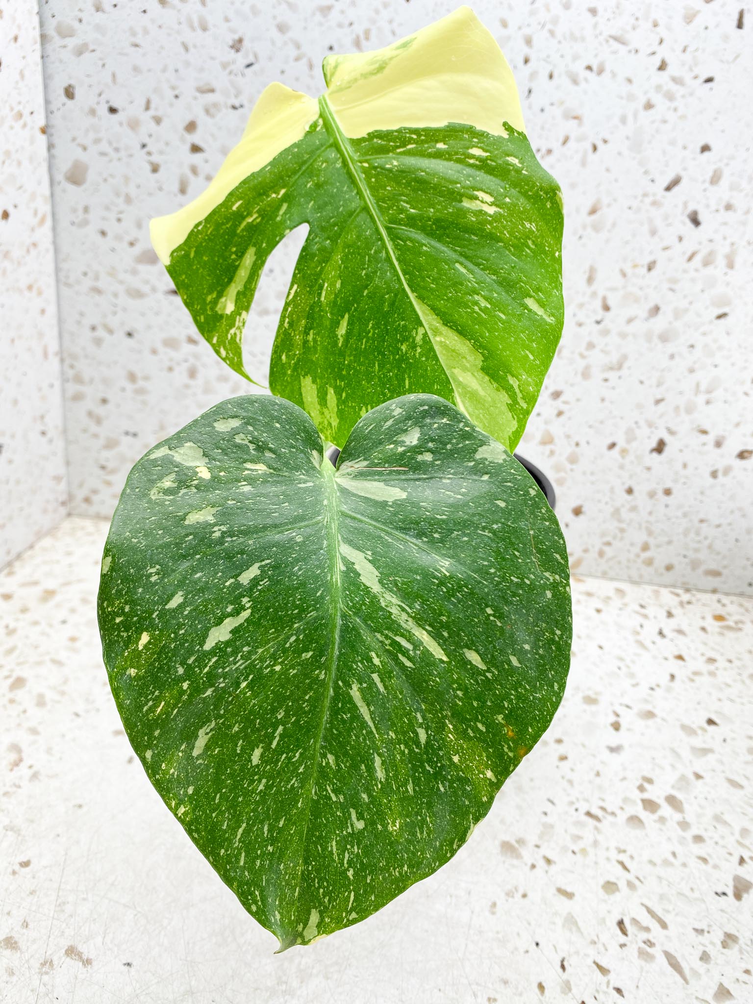 Monstera Thai Constellation 3 Leaves  2 Nodes  Top Cutting Rooted highly Variegated