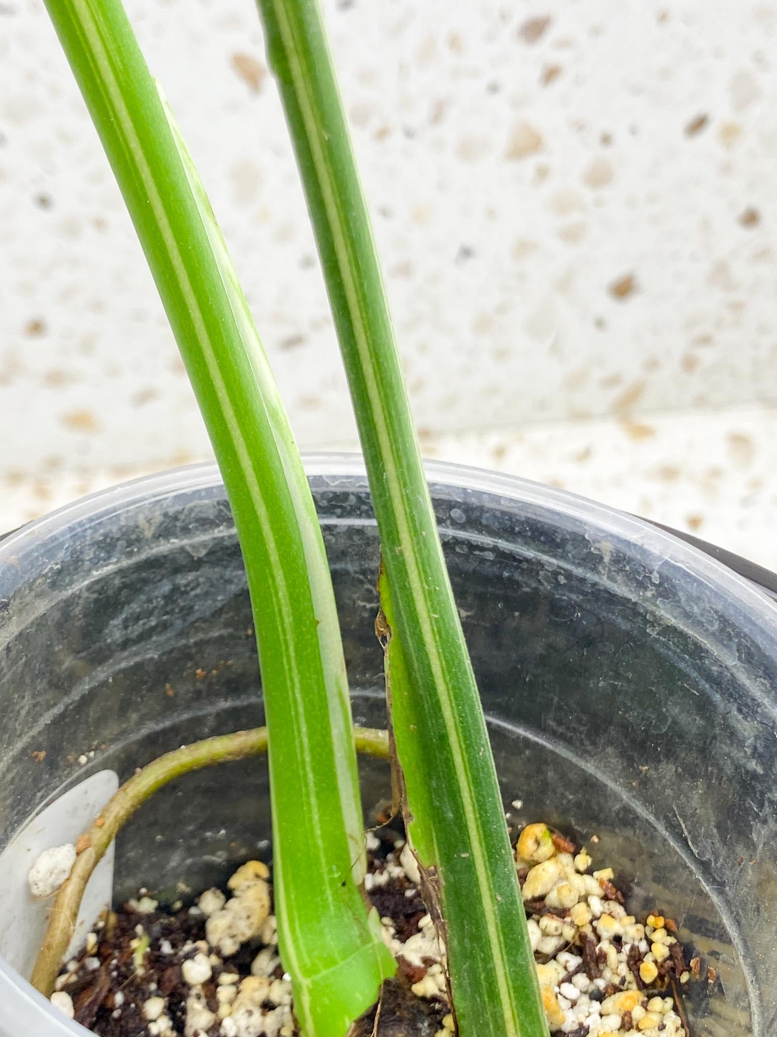 Monstera Thai Constellation 3 Leaves  2 Nodes  Top Cutting Rooted highly Variegated