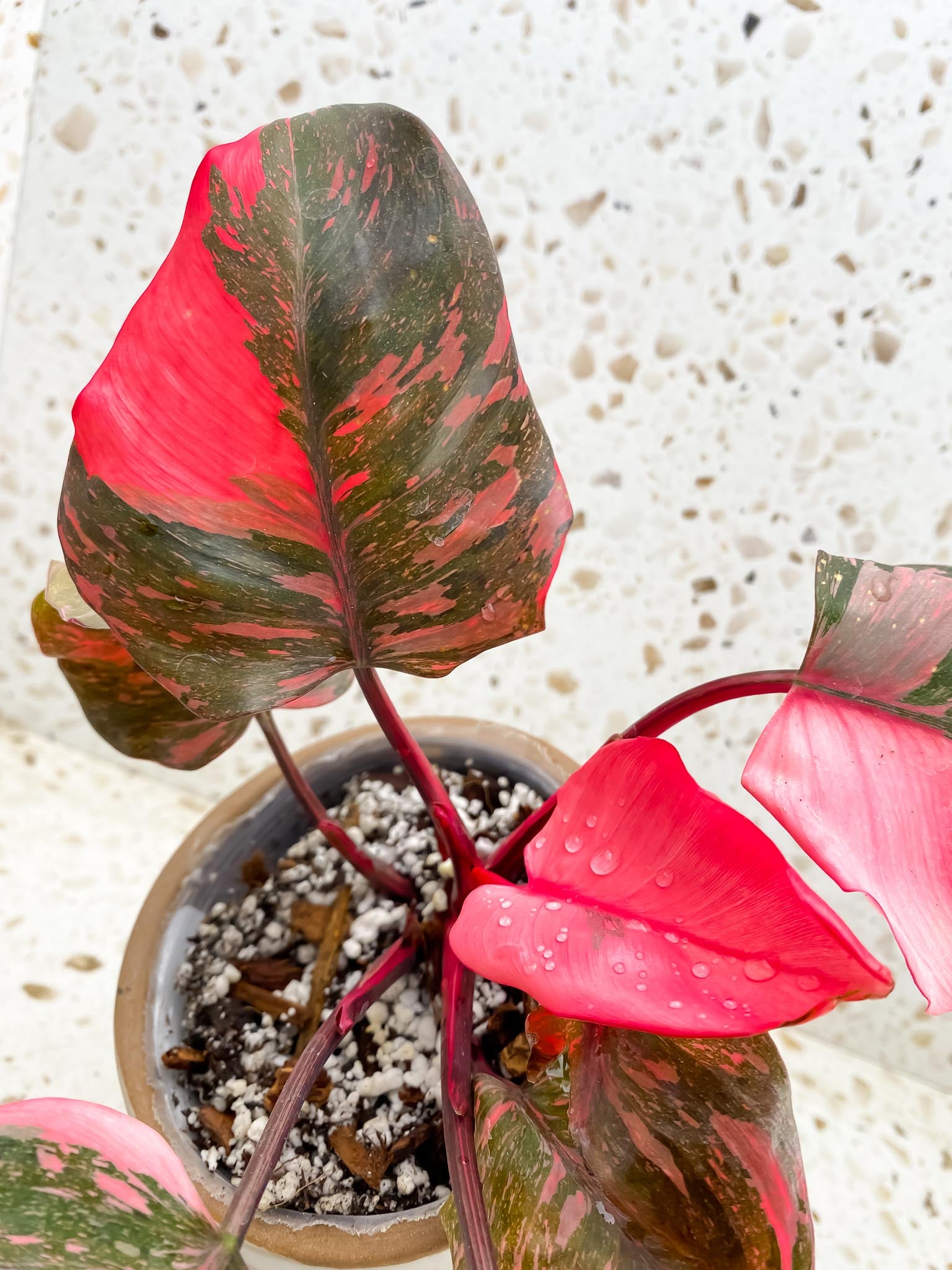 Philodendron Pink Princess Marble Galaxy  Multiple Leaves  Multiple Nodes  Top Cutting