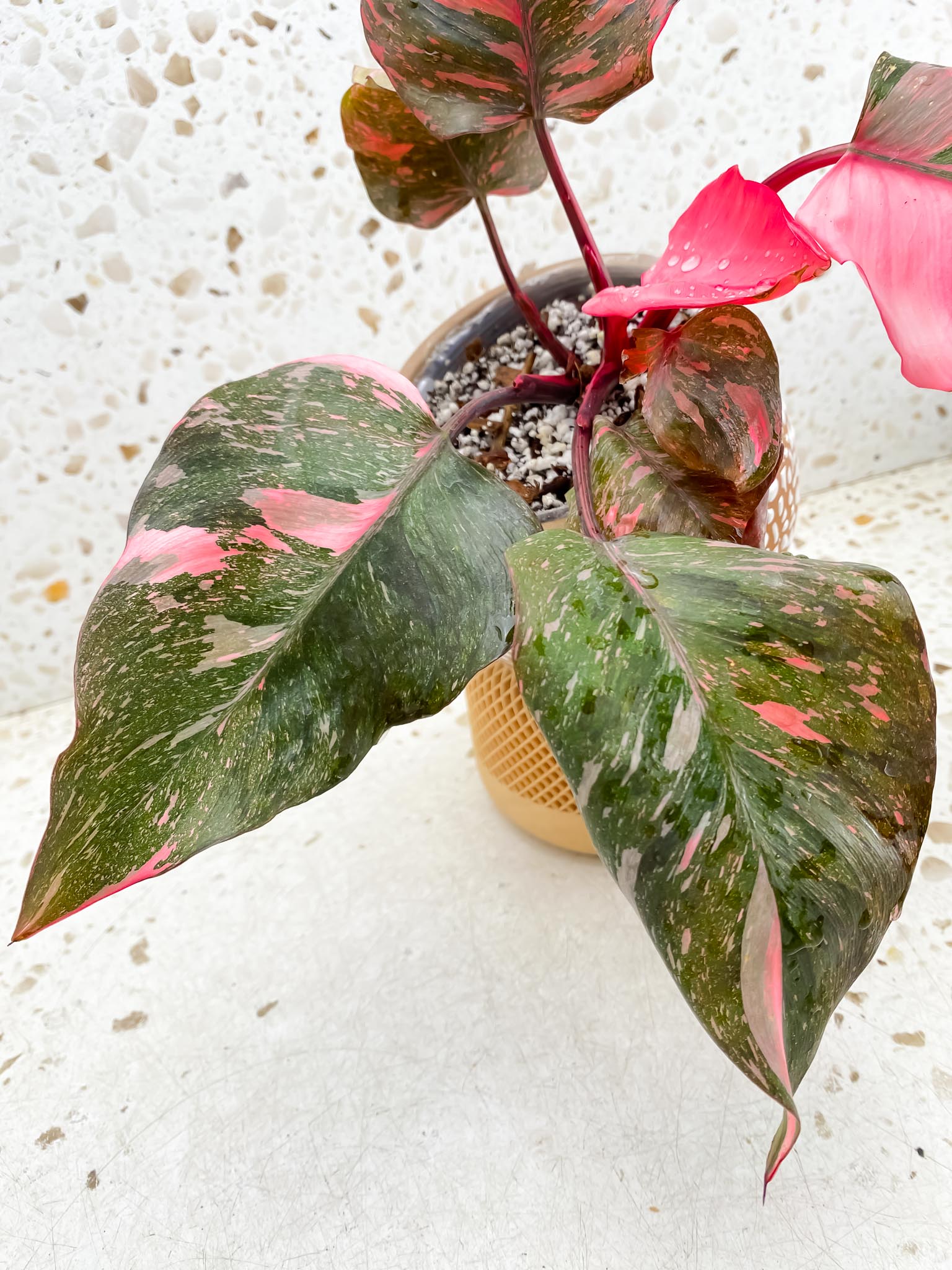 Philodendron Pink Princess Marble Galaxy  Multiple Leaves  Multiple Nodes  Top Cutting