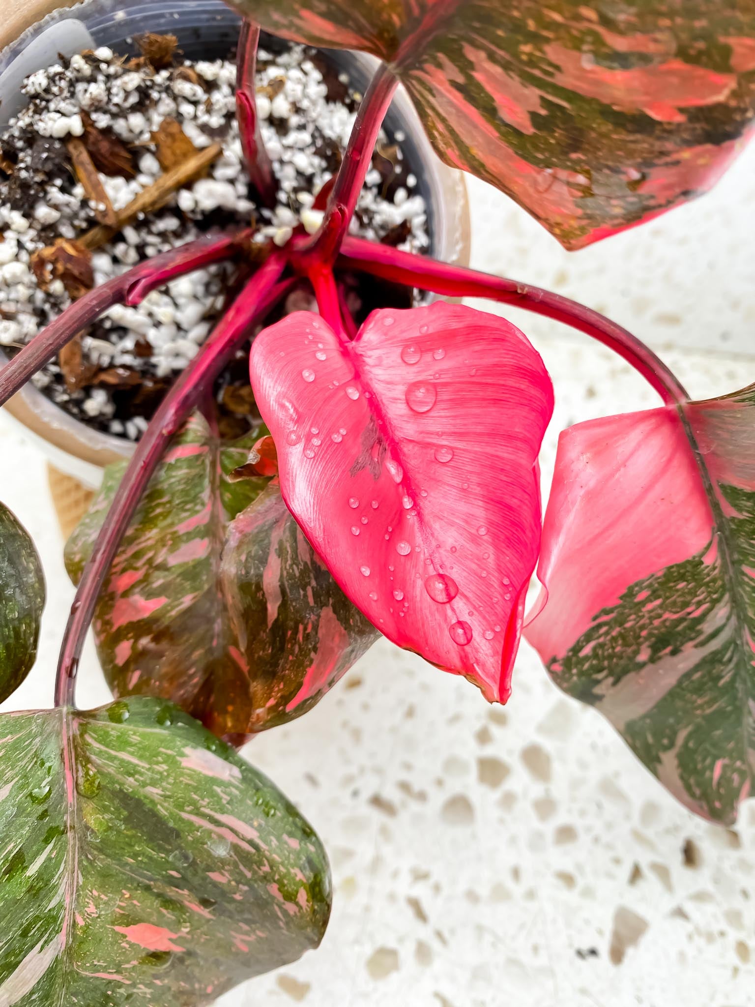 Philodendron Pink Princess Marble Galaxy  Multiple Leaves  Multiple Nodes  Top Cutting