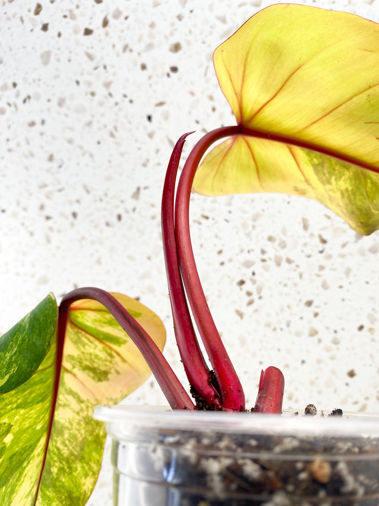 Philodendron Strawberry Shake 2 leaves 1 shoot top cutting