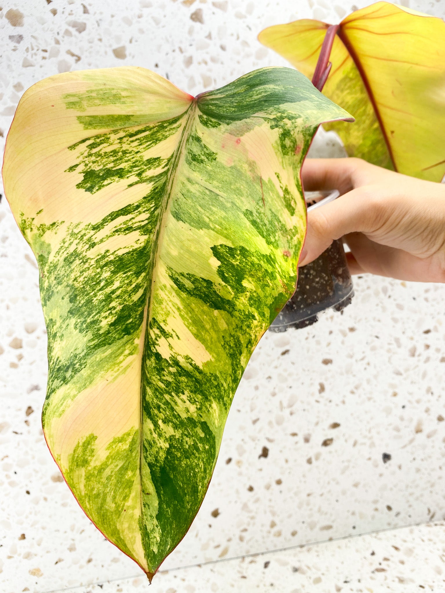 Philodendron Strawberry Shake 2 leaves 1 shoot top cutting