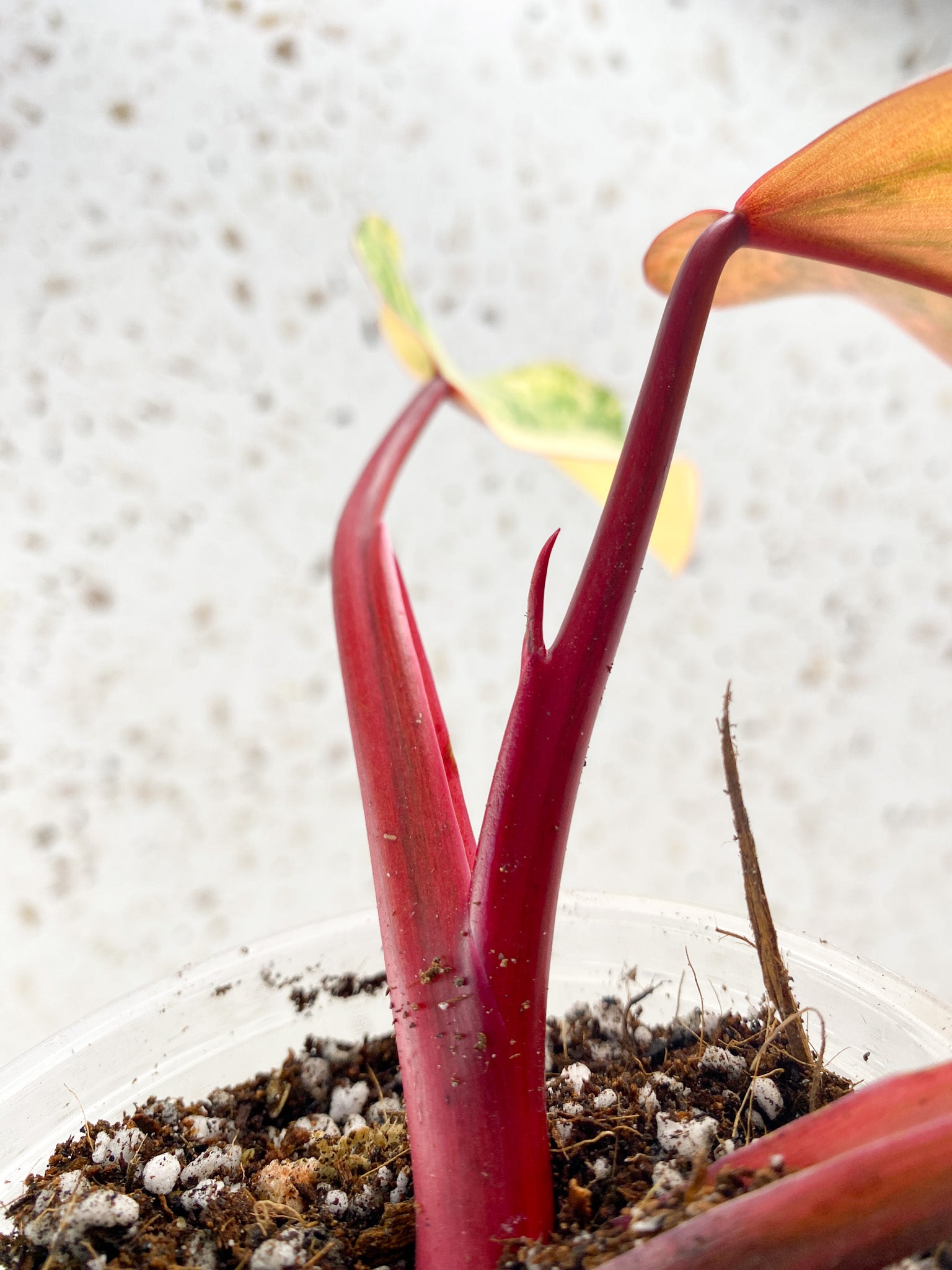 Philodendron Strawberry Shake 3 leaves 1 shoot top cutting