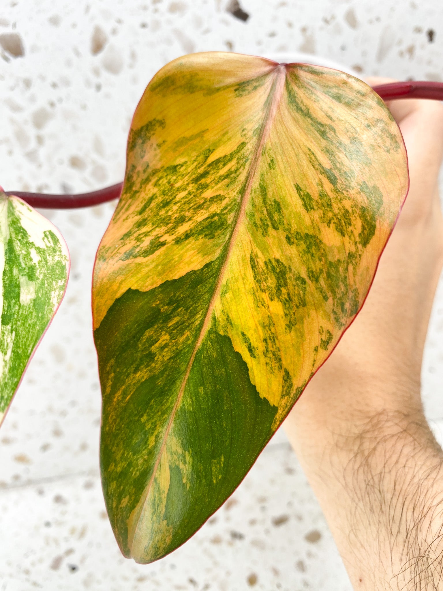 Philodendron Strawberry Shake 3 leaves 1 shoot top cutting