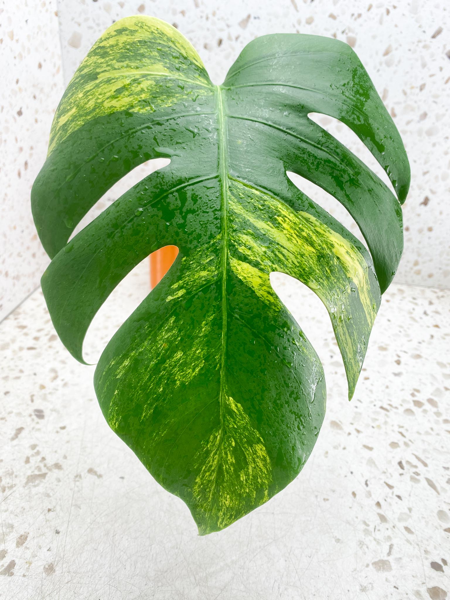 Monstera Aurea Tricolor Variegated 1 Leaf 1 Node