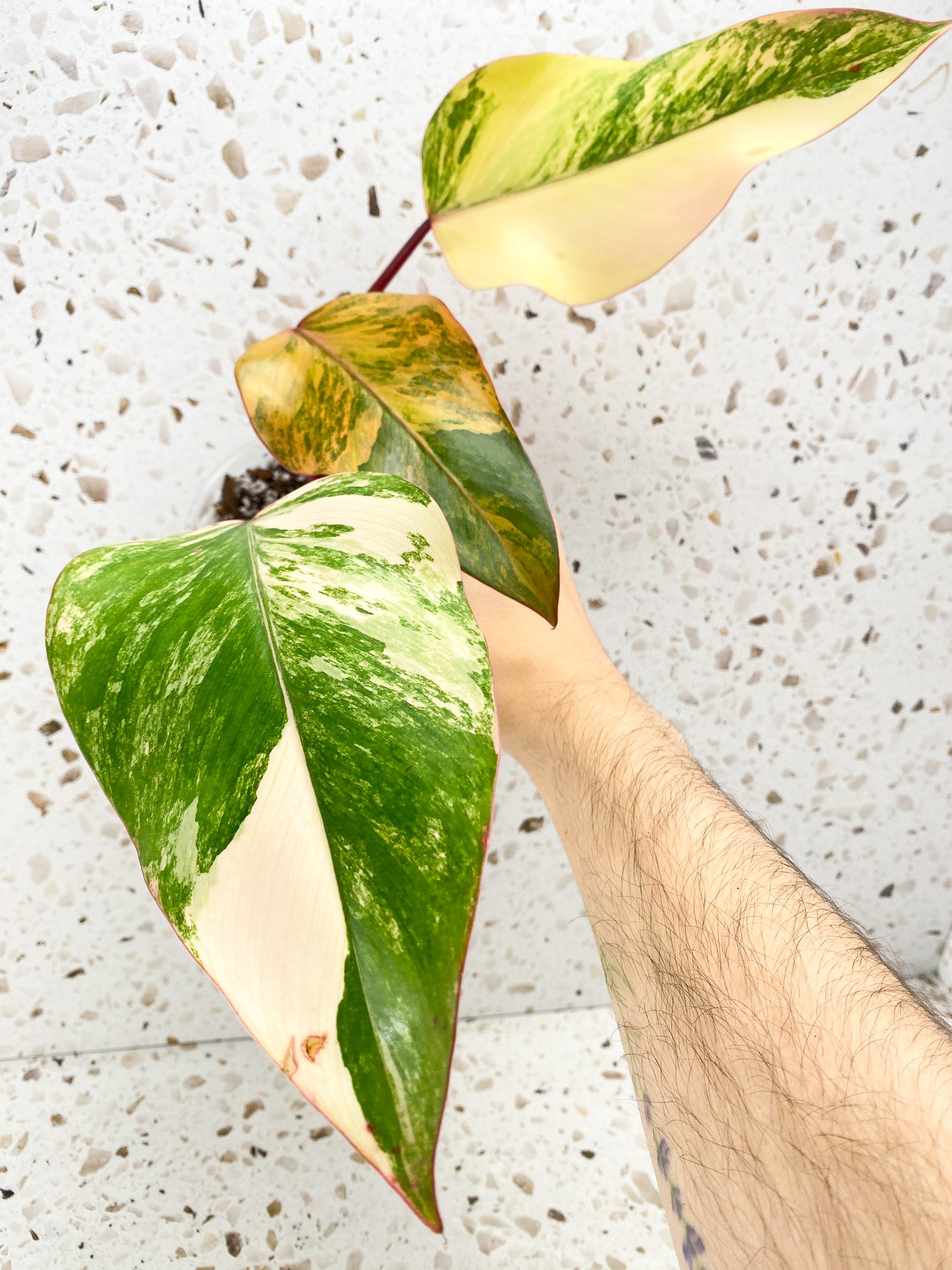 Philodendron Strawberry Shake 3 leaves 1 shoot top cutting