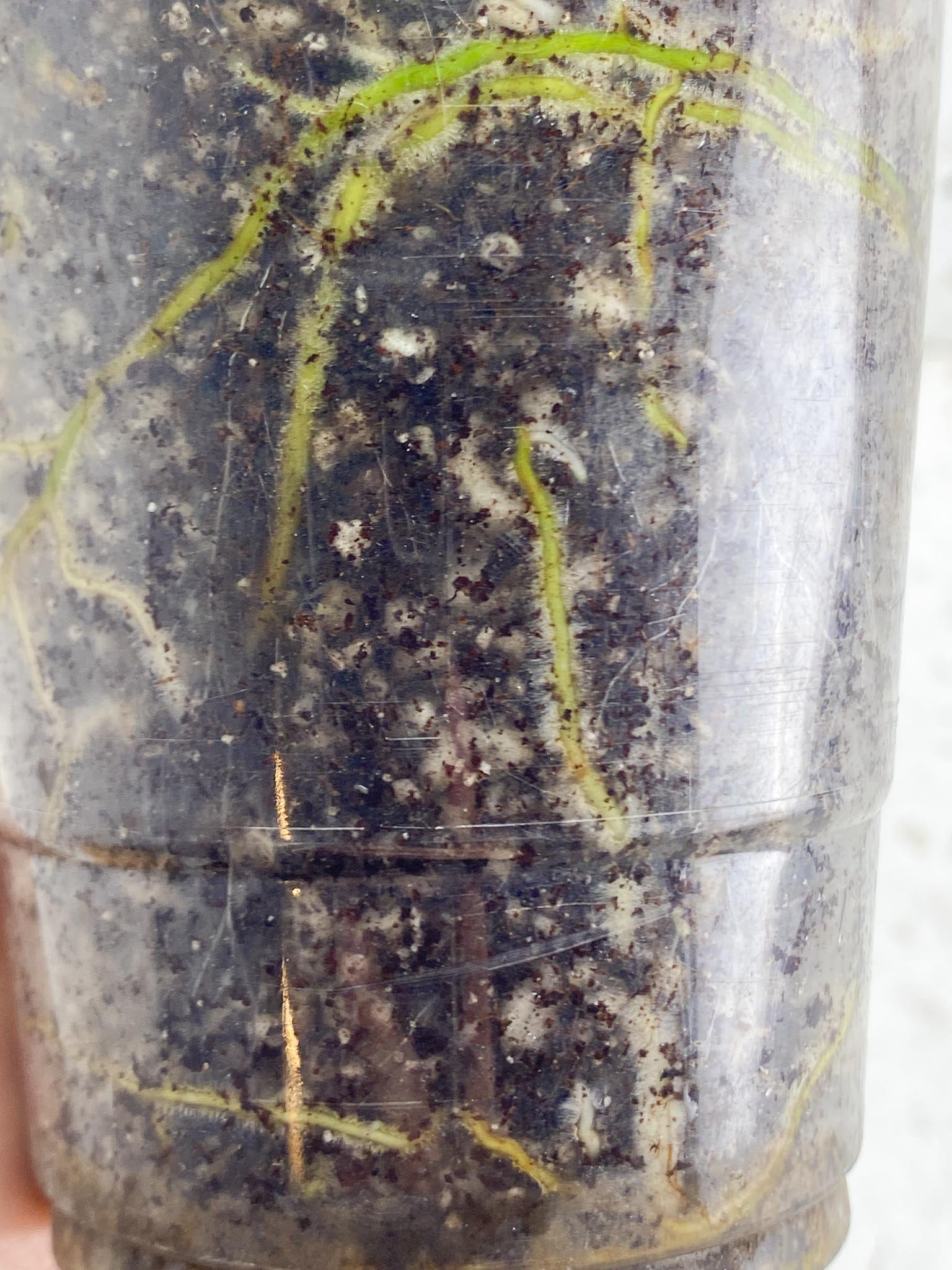 Rhaphidophora tetrasperma variegated Multiple Leaves Multiple Nodes 1 Growing Bud top cutting Rooted