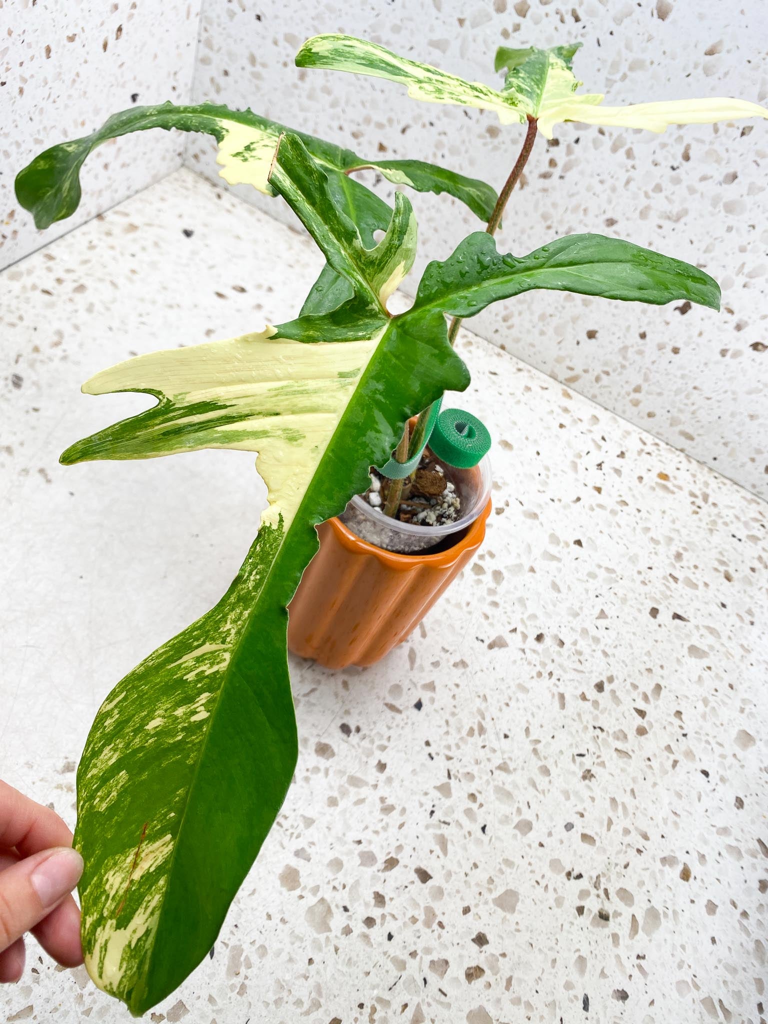 Philodendron Florida beauty Variegated  3 big long narrow Leaves  3 Nodes  1 Node  Rooted