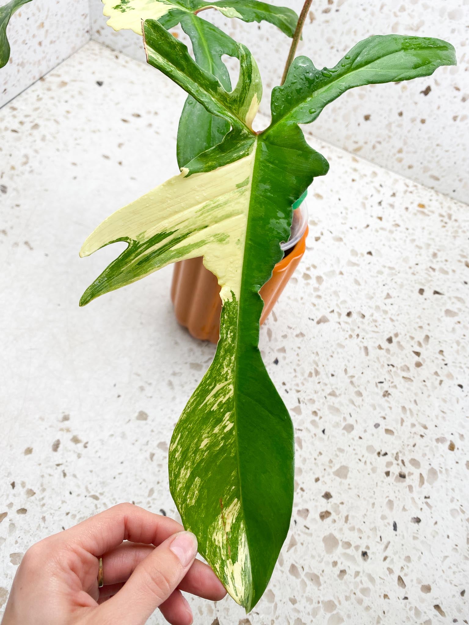 Philodendron Florida beauty Variegated  3 big long narrow Leaves  3 Nodes  1 Node  Rooted