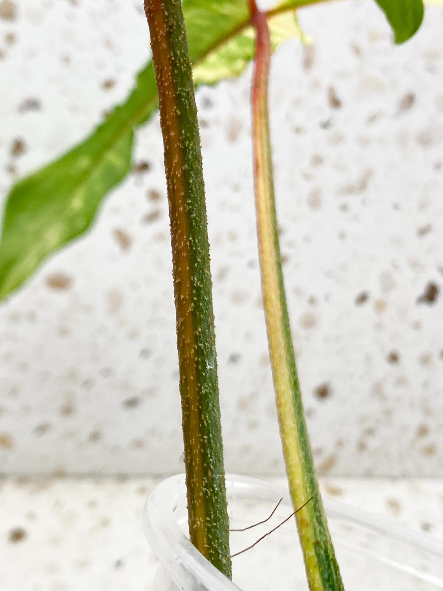 Philodendron Florida beauty Variegated  3 big long narrow Leaves  3 Nodes  1 Node  Rooted