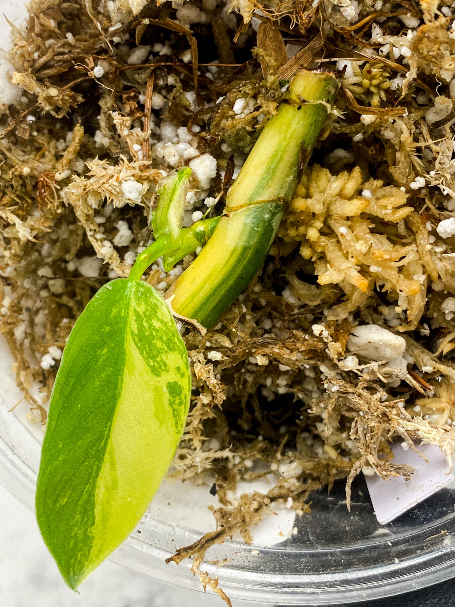 Add on for Robyn: Philodendron Domesticum Variegated 1 leaf