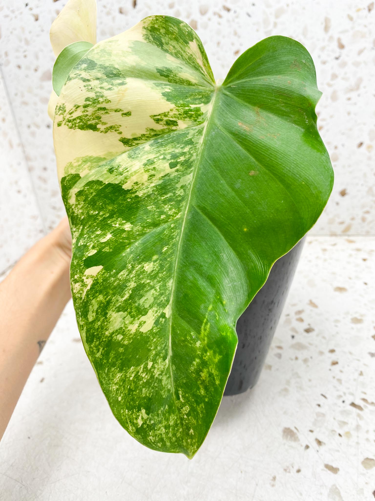 *Philodendron Domesticum Variegated 3 big Leaves  3 Nodes  Highly Variegated Rooted