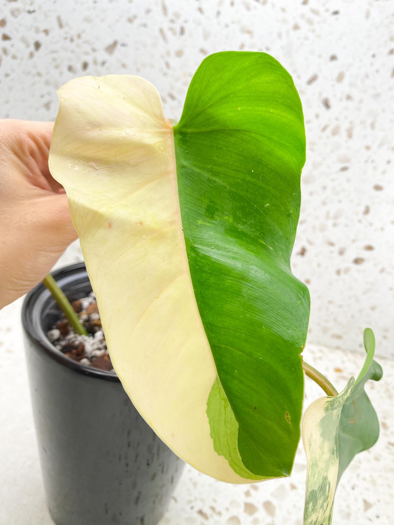 *Philodendron Domesticum Variegated 3 big Leaves  3 Nodes  Highly Variegated Rooted