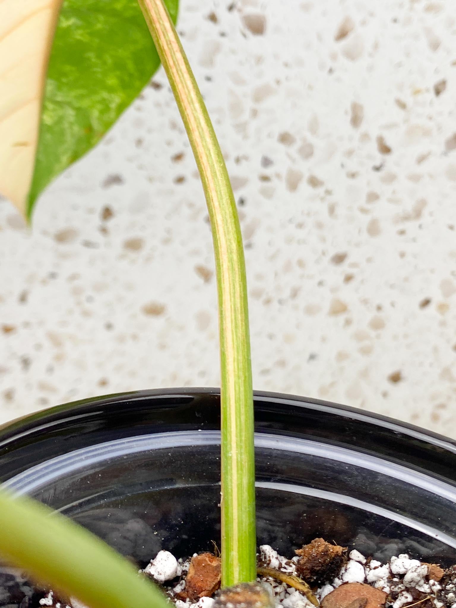 *Philodendron Domesticum Variegated 3 big Leaves  3 Nodes  Highly Variegated Rooted