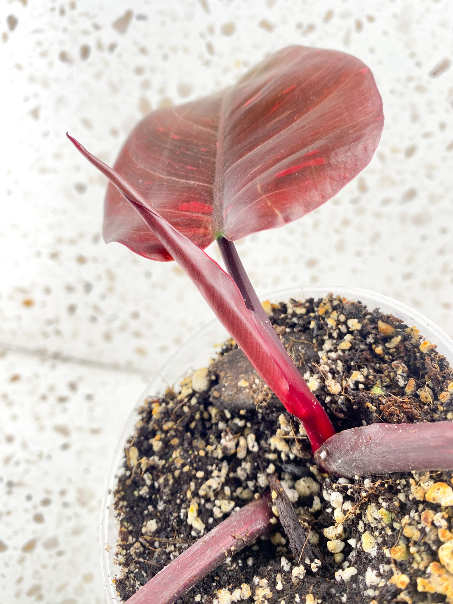 Philodendron Orange Princess 3 leaves 1 shoot top cutting