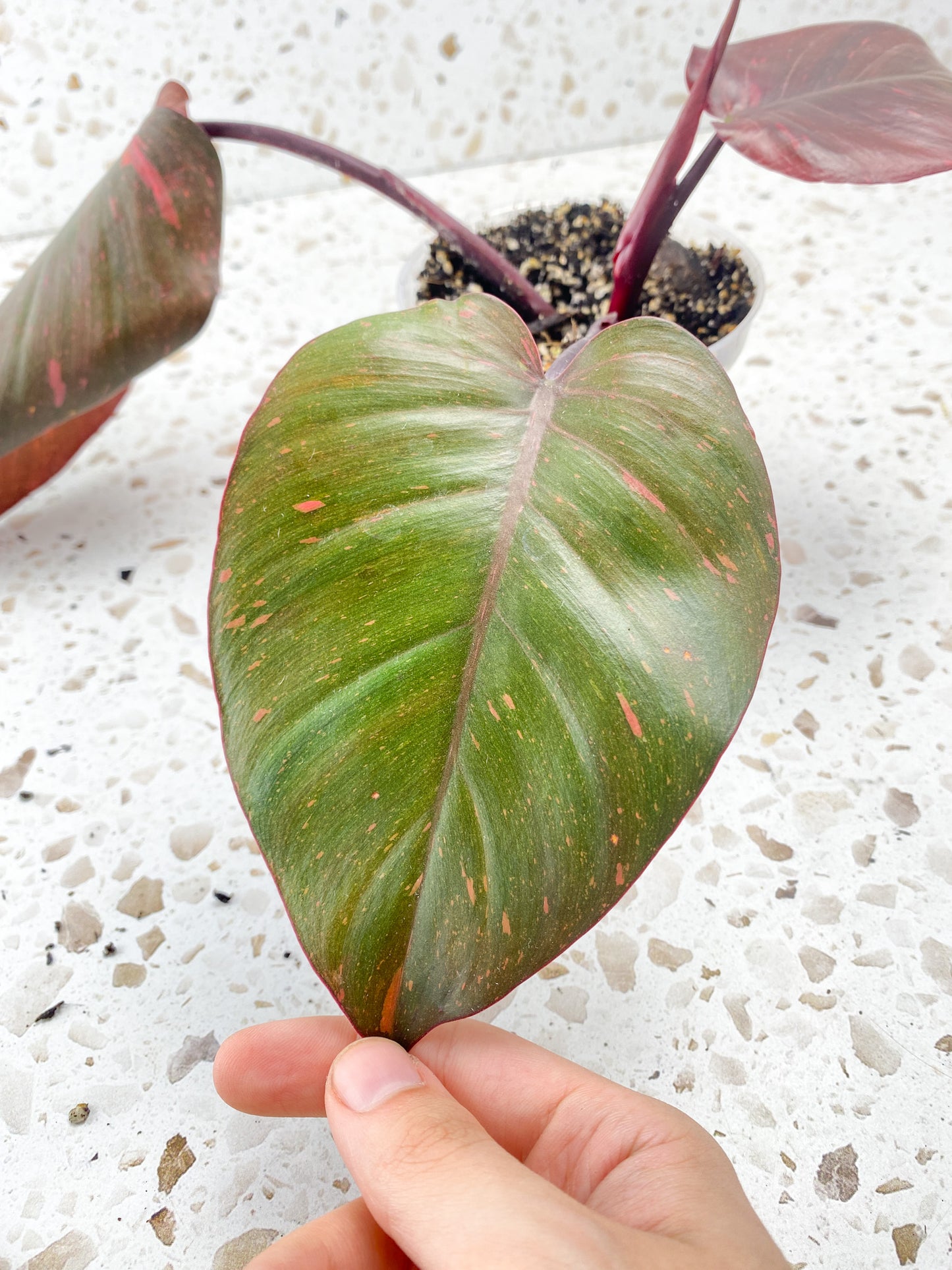 Philodendron Orange Princess 3 leaves 1 shoot top cutting