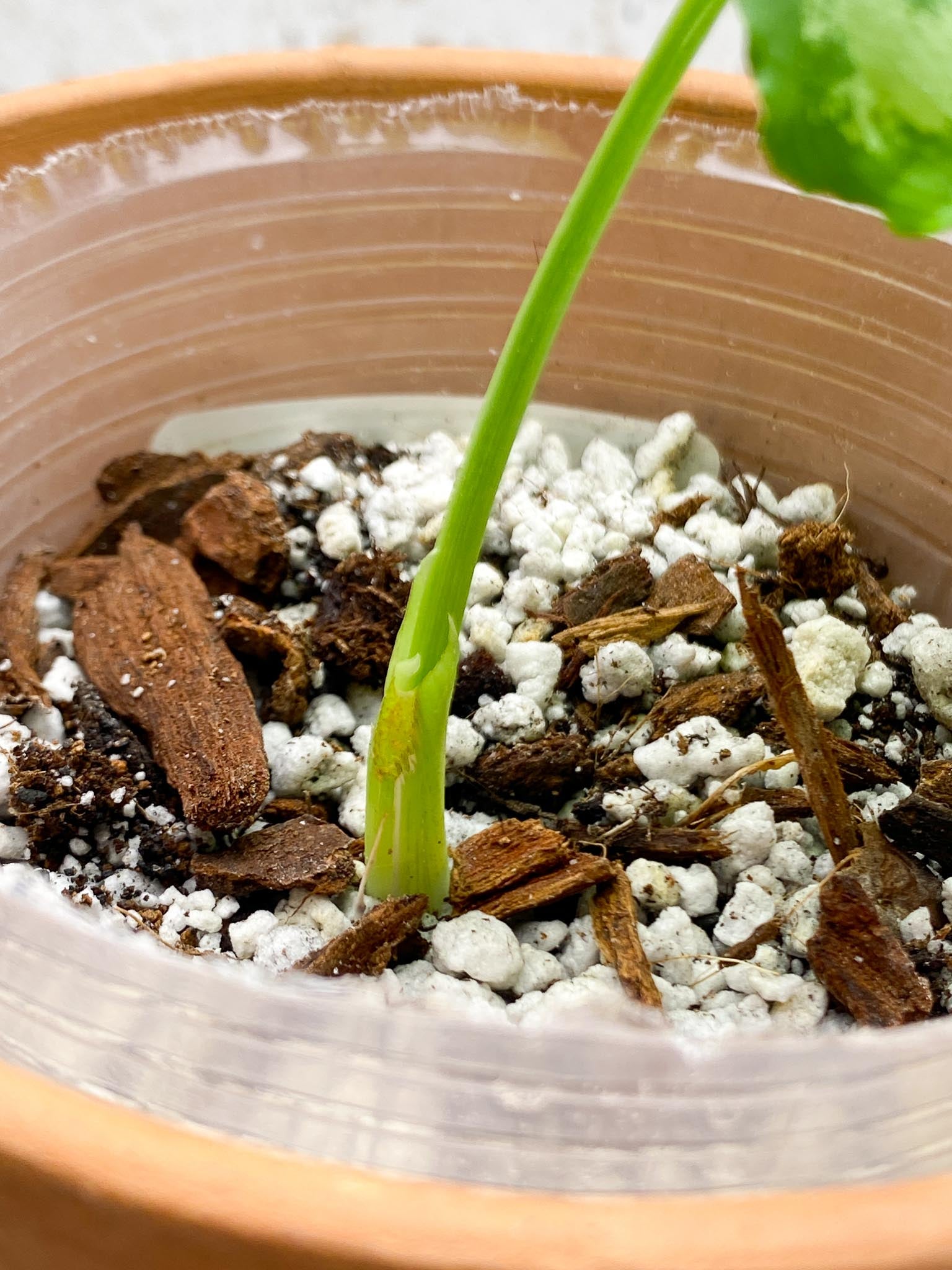 *Schismatoglottis wallichii variegated 1 Leaf 1 Node  Rooted