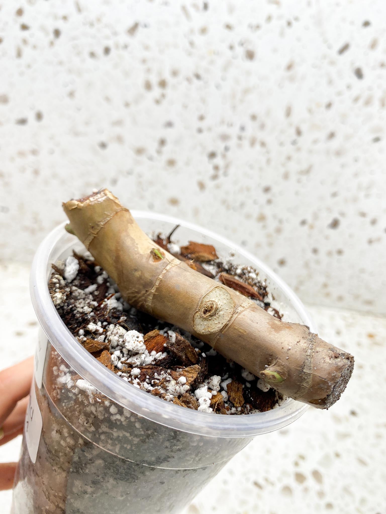 Philodendron Florida beauty 4 Nodes  4 Sprouts Rooted