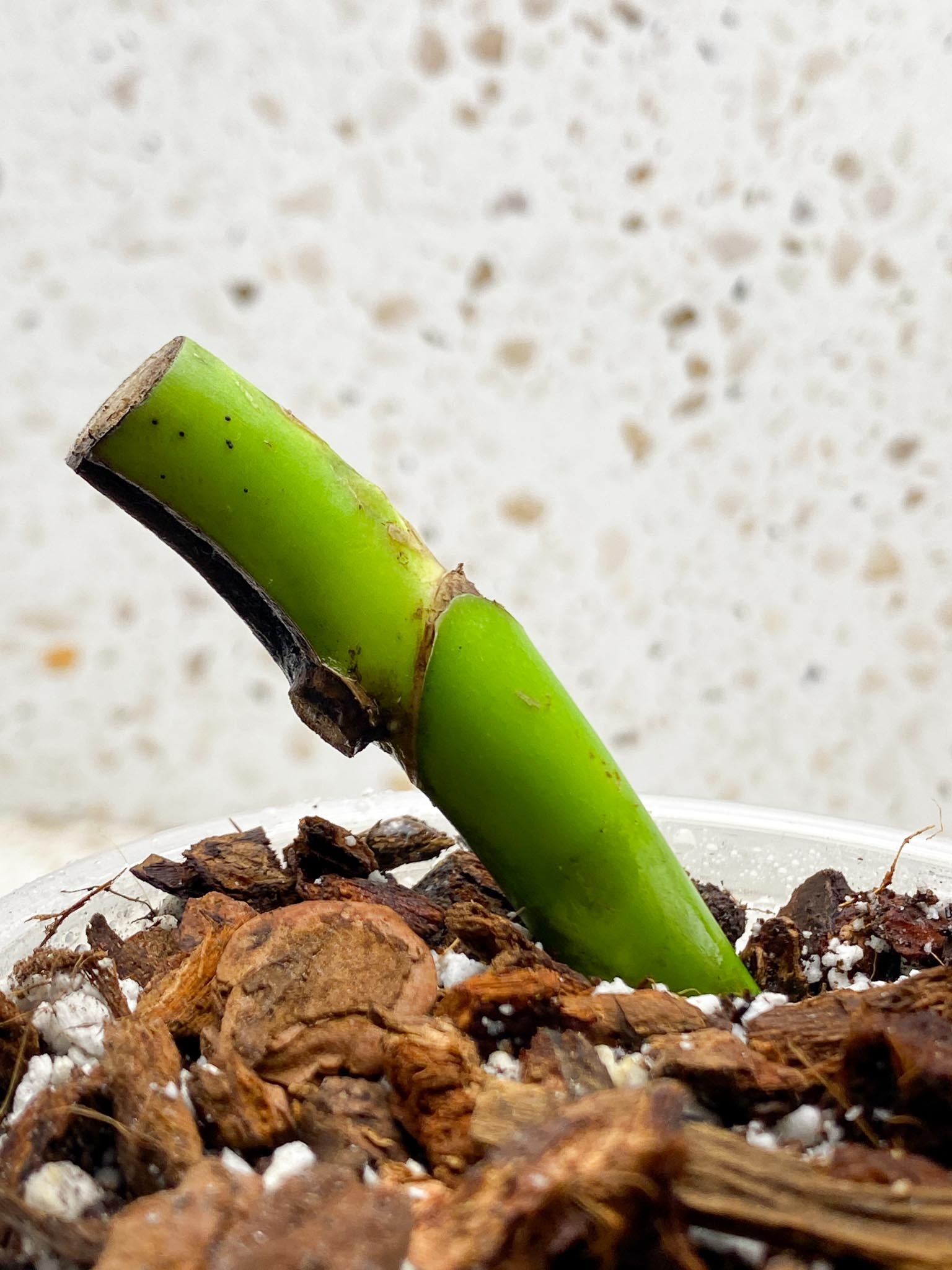 Monstera Aurea Tricolor 2 Node  and buds Rooted