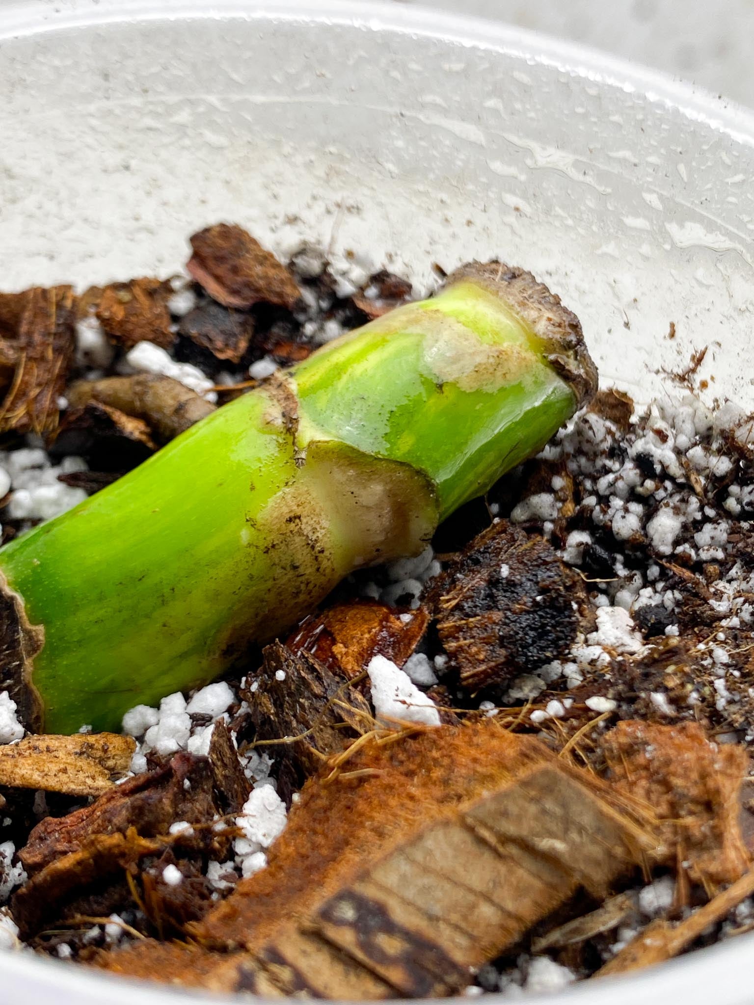 Monstera Aurea Tricolor 1 Node  1 Growing Bud Rooted