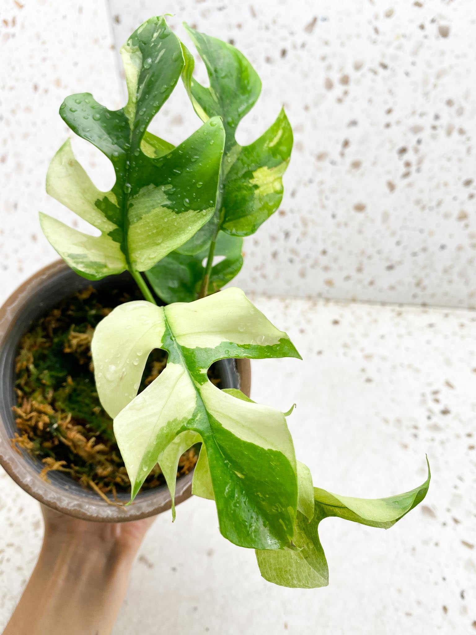 Rhaphidophora tetrasperma variegated Multiple Leaves  Multiple Nodes Top Cutting Rooted