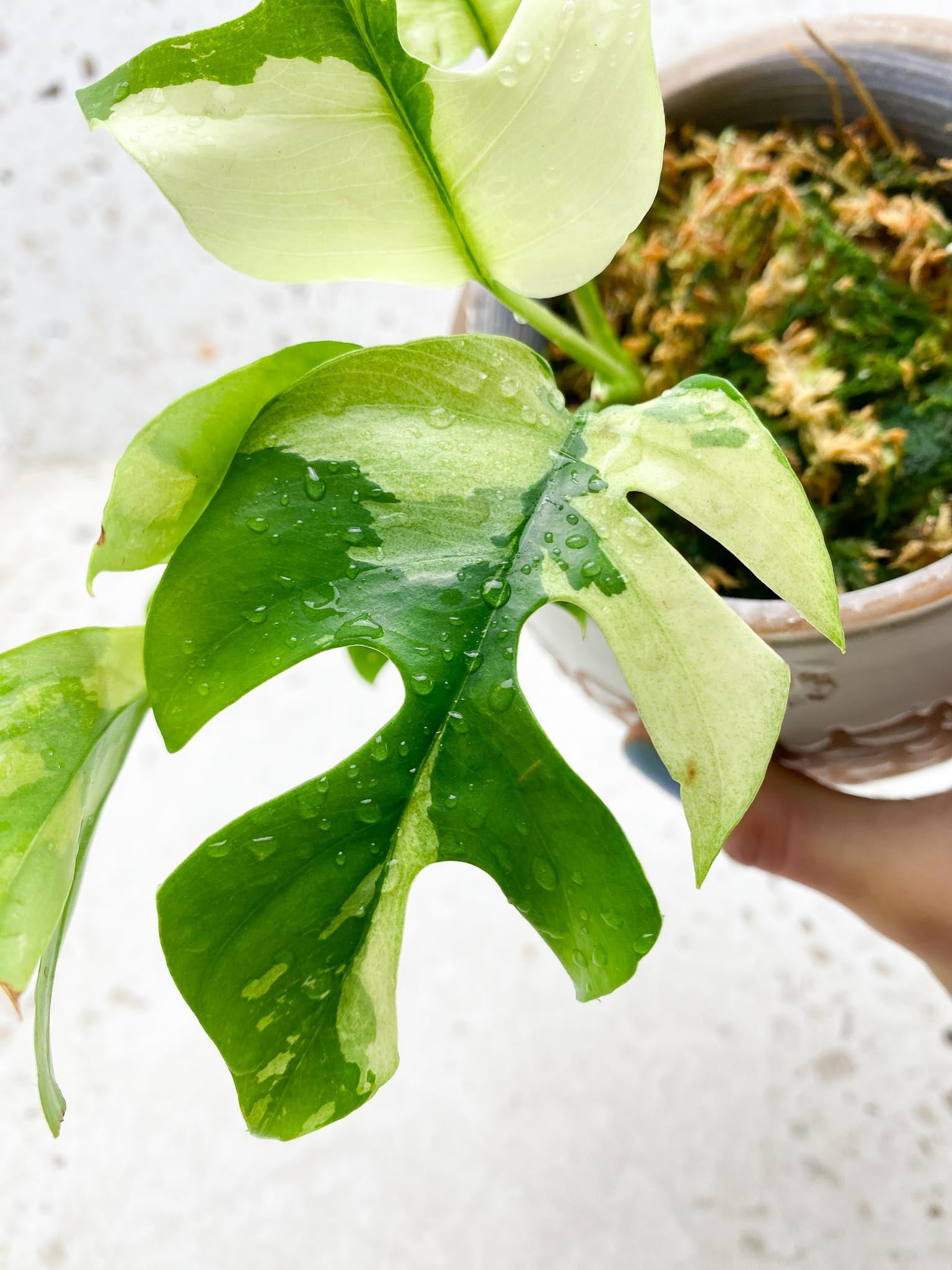 Rhaphidophora tetrasperma variegated Multiple Leaves  Multiple Nodes Top Cutting Rooted