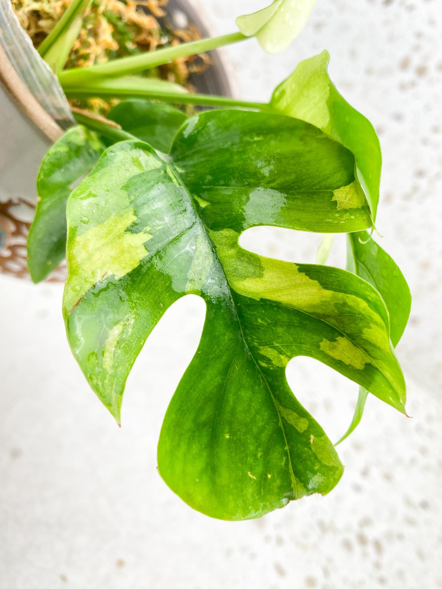 Rhaphidophora tetrasperma variegated Multiple Leaves  Multiple Nodes Top Cutting Rooted