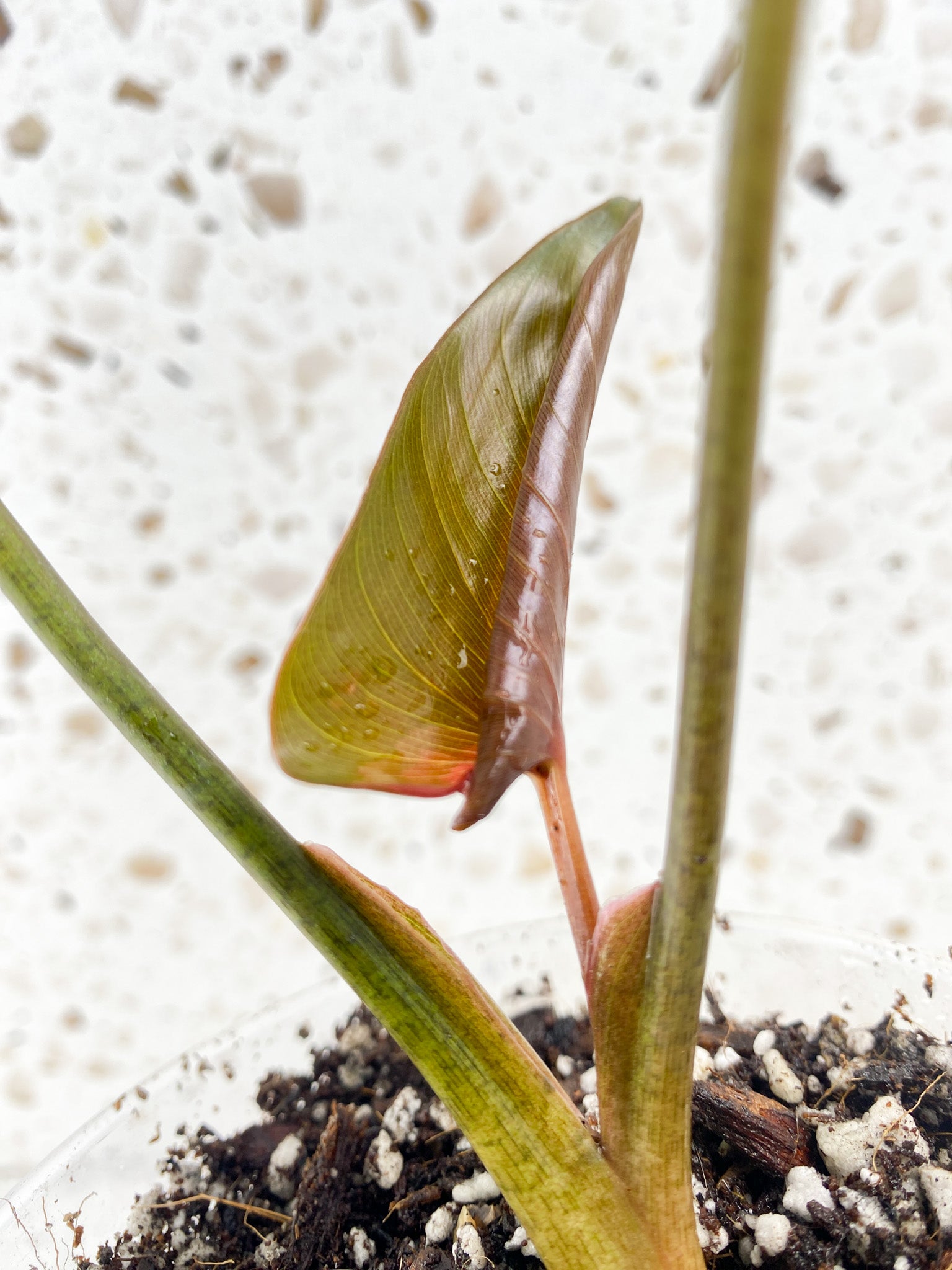 Homalomena Pink Diamond 2 leaves 1 unfurling top cutting