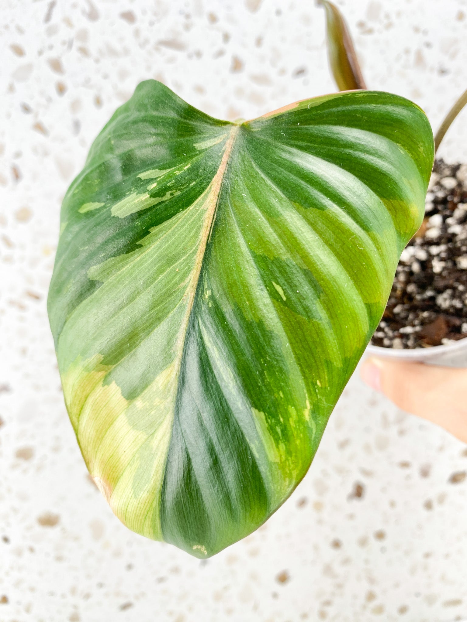 Homalomena Pink Diamond 2 leaves 1 unfurling top cutting