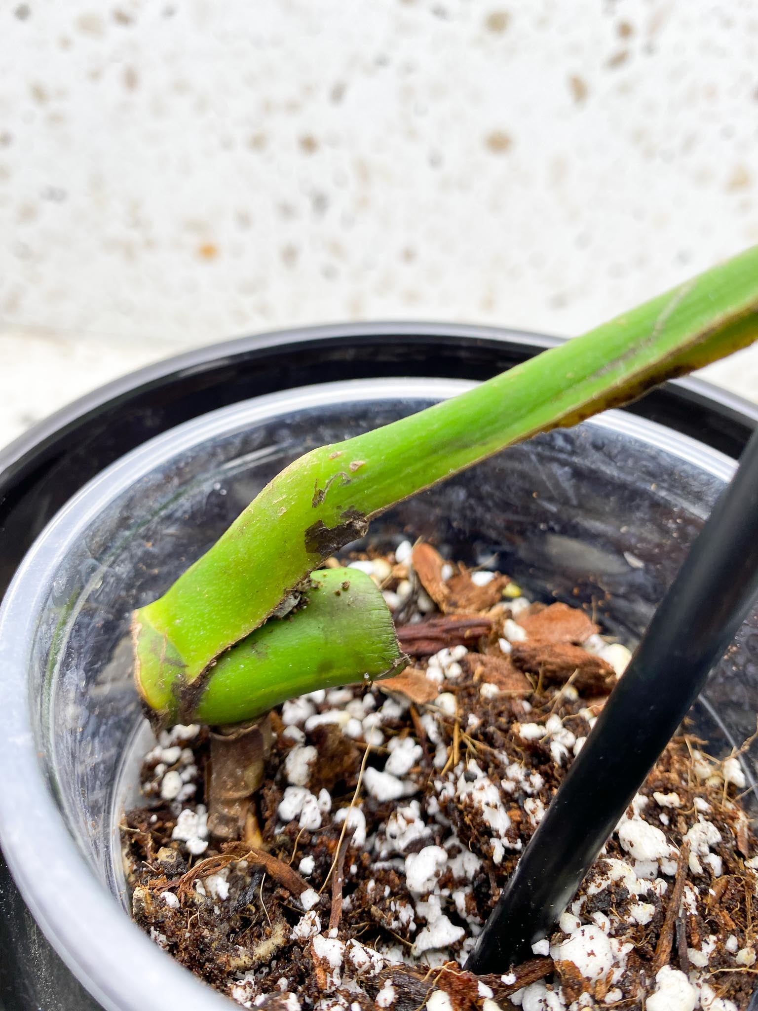 Monstera Aurea Tricolor 1 Leaf 1 Node  1 Growing Bud Rooted