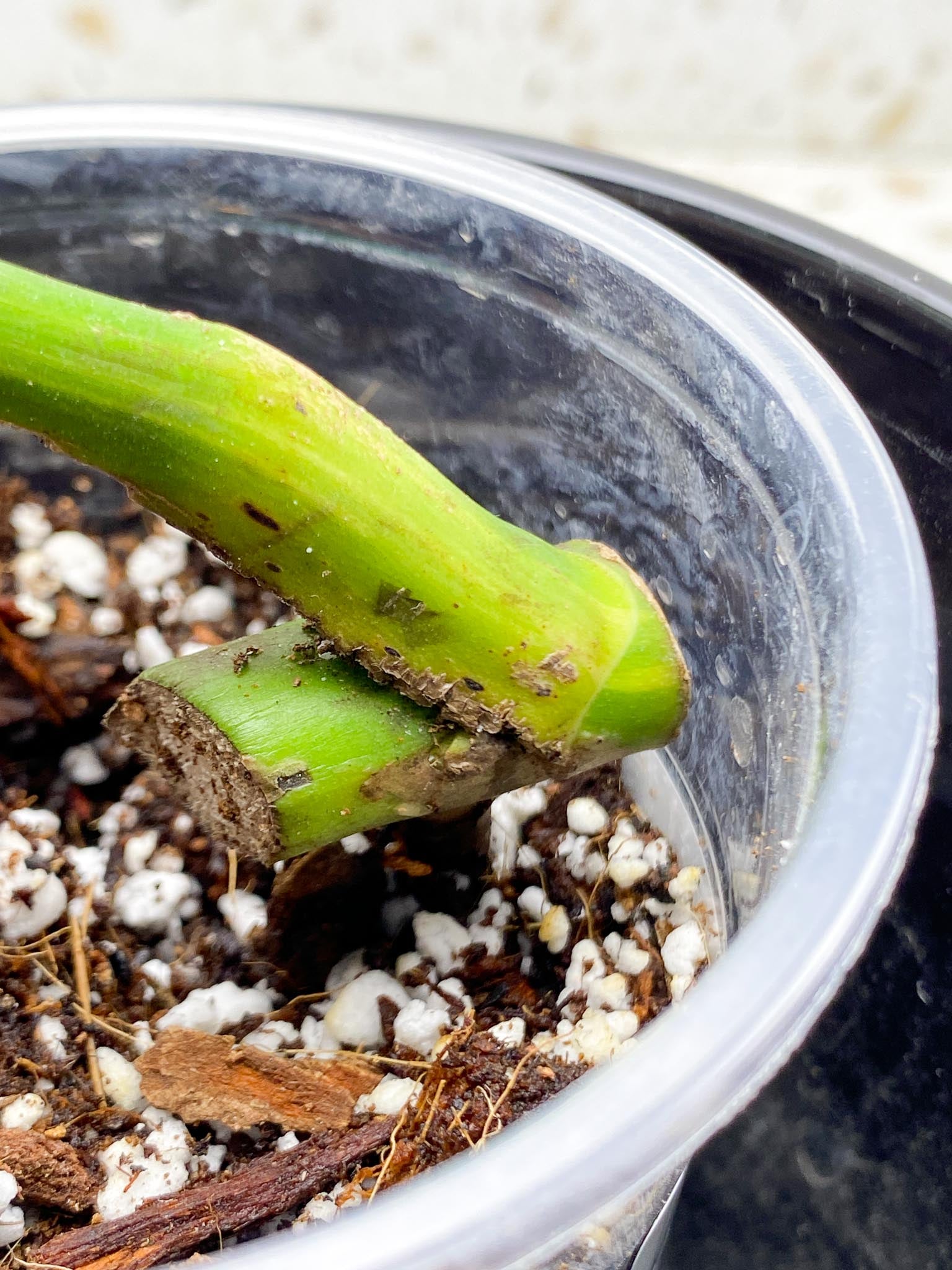 Monstera Aurea Tricolor 1 Leaf 1 Node  1 Growing Bud Rooted