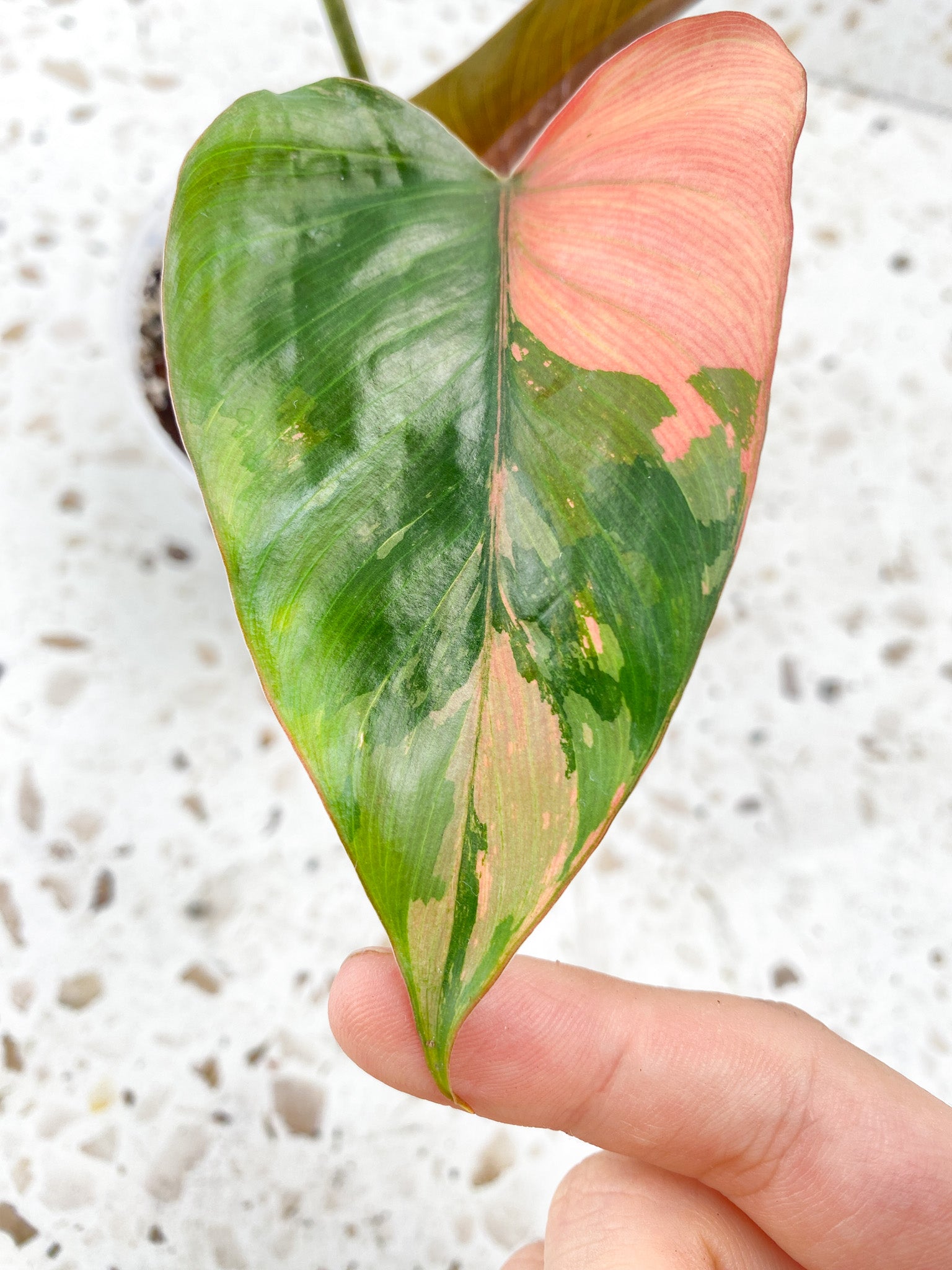 Homalomena Pink Diamond 2 leaves 1 unfurling top cutting