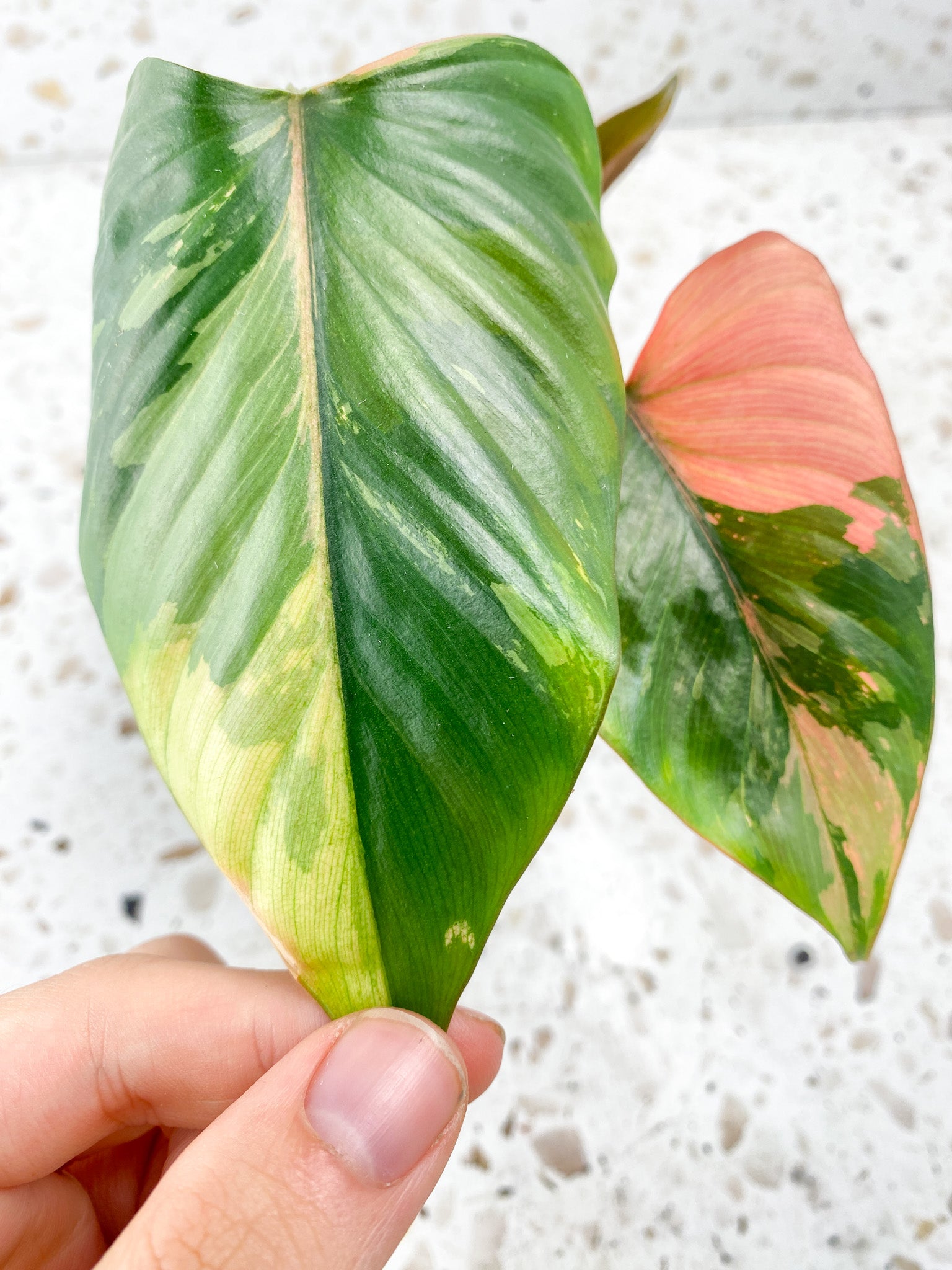 Homalomena Pink Diamond 2 leaves 1 unfurling top cutting