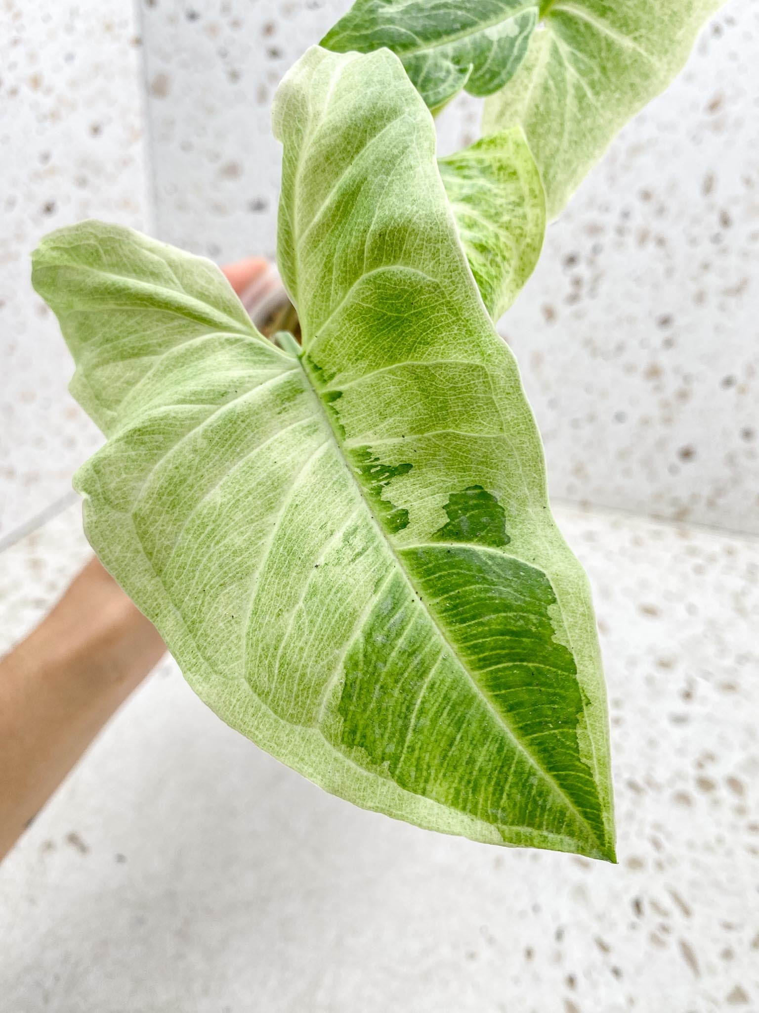 Syngonium Batik Mint Variegated 4 Leaves  4 Nodes 1 Sprout  Top Cutting Rooted