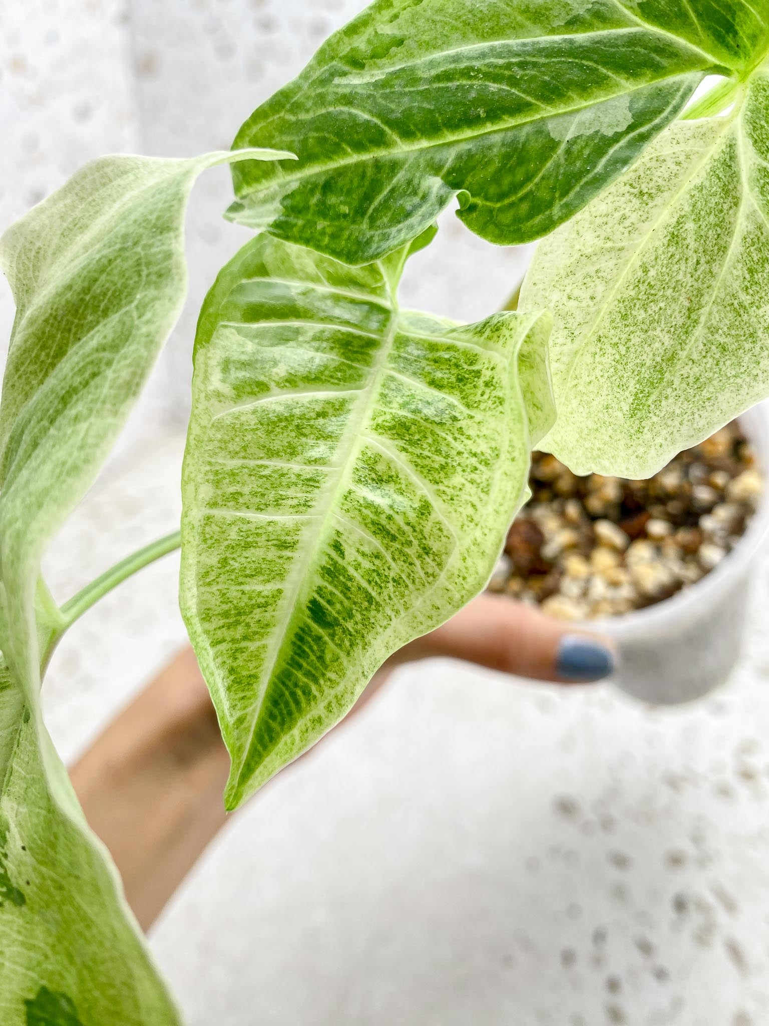 Syngonium Batik Mint Variegated 4 Leaves  4 Nodes 1 Sprout  Top Cutting Rooted