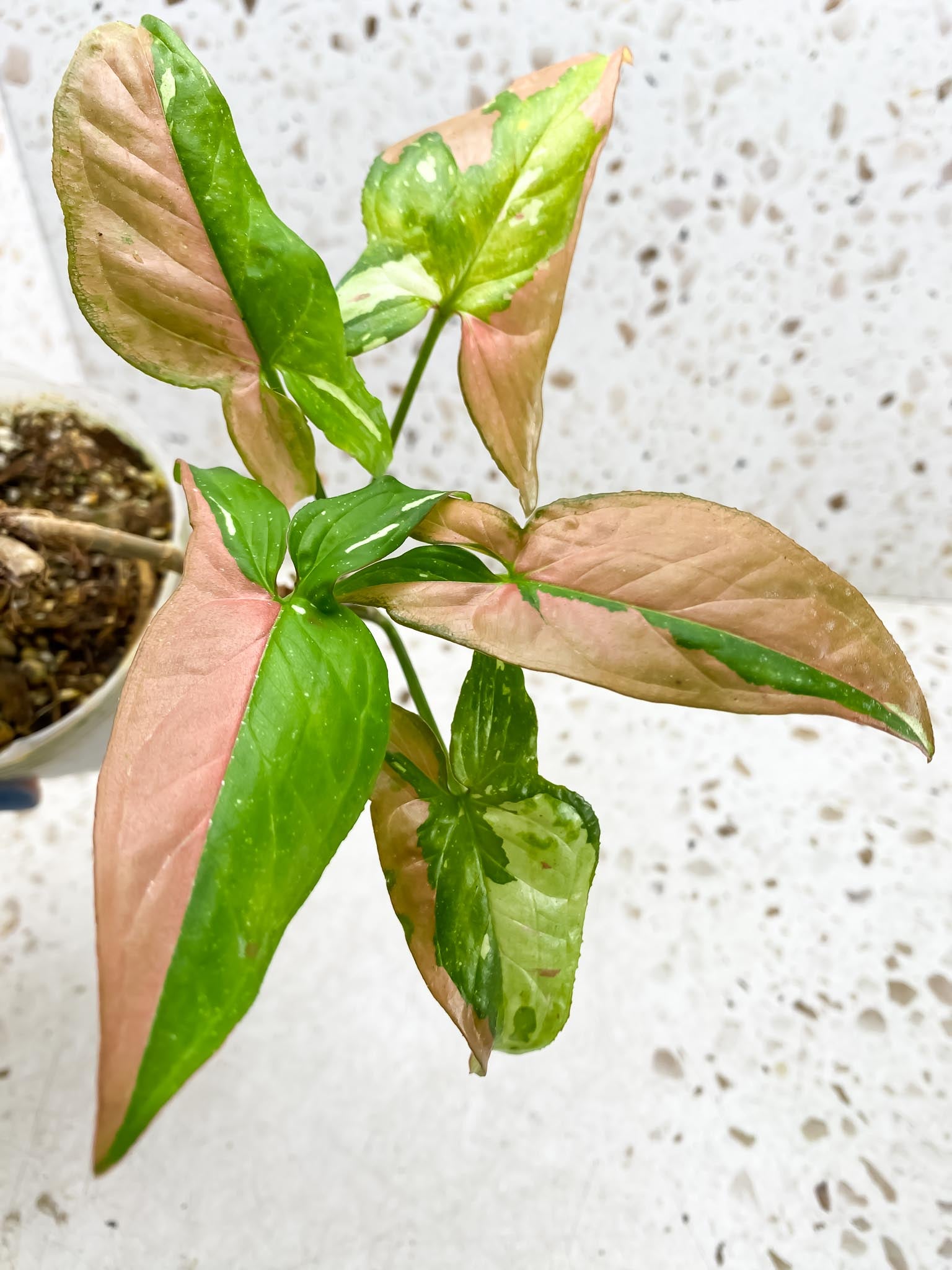 Syngonium Red spot Tricolor Multiple Leaves  Multiple Nodes Highly Variegated Rooted