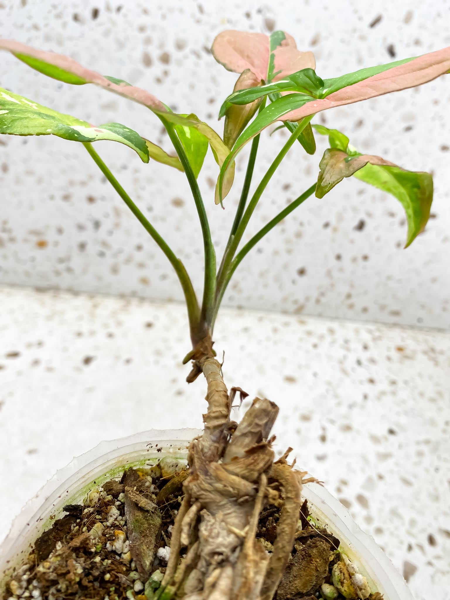 Syngonium Red spot Tricolor Multiple Leaves  Multiple Nodes Highly Variegated Rooted