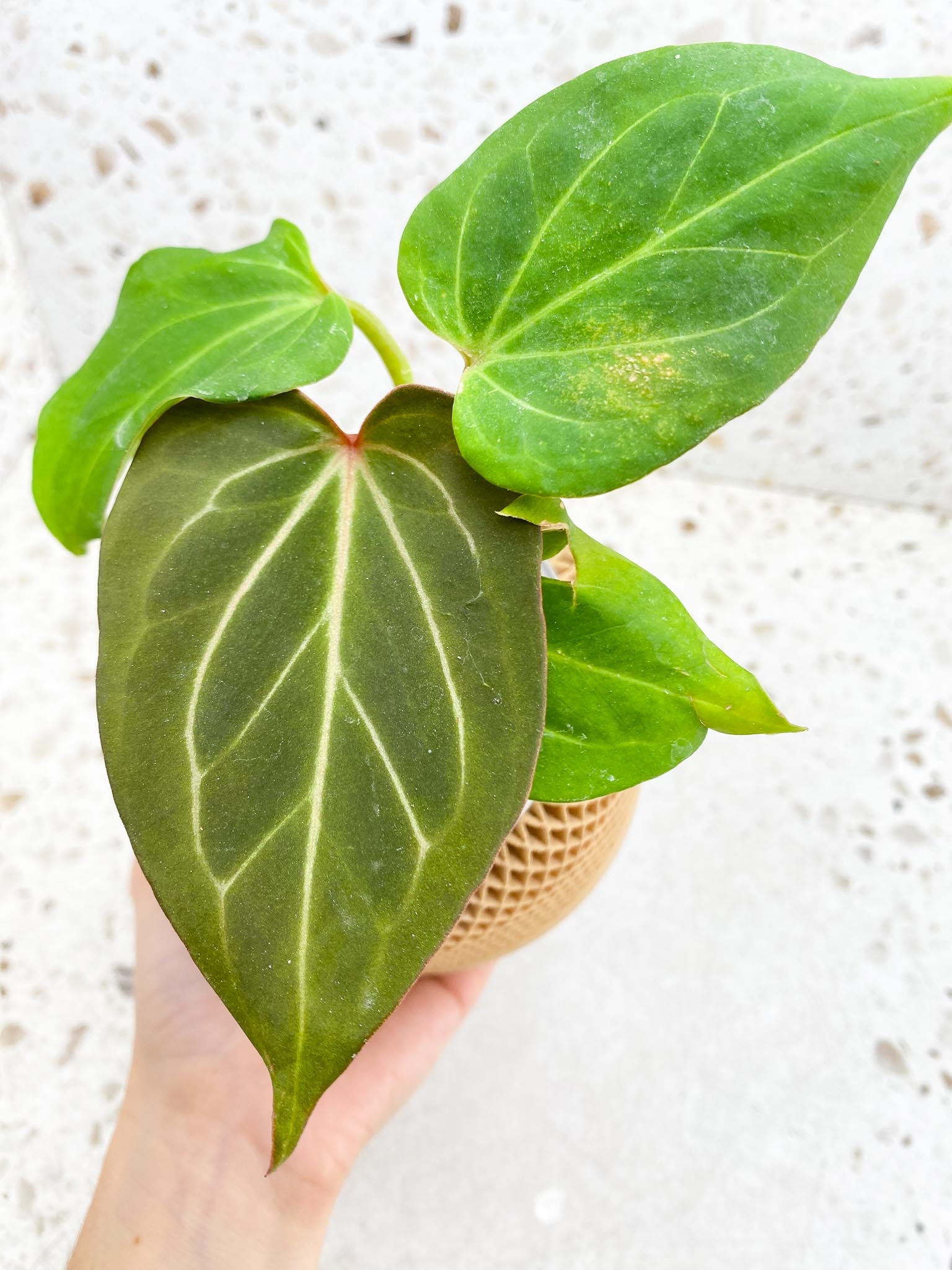 Anthurium  King of Spade Butterfly 5 Leaves 5 Nodes  Multiple Buds Top Cutting Rooted