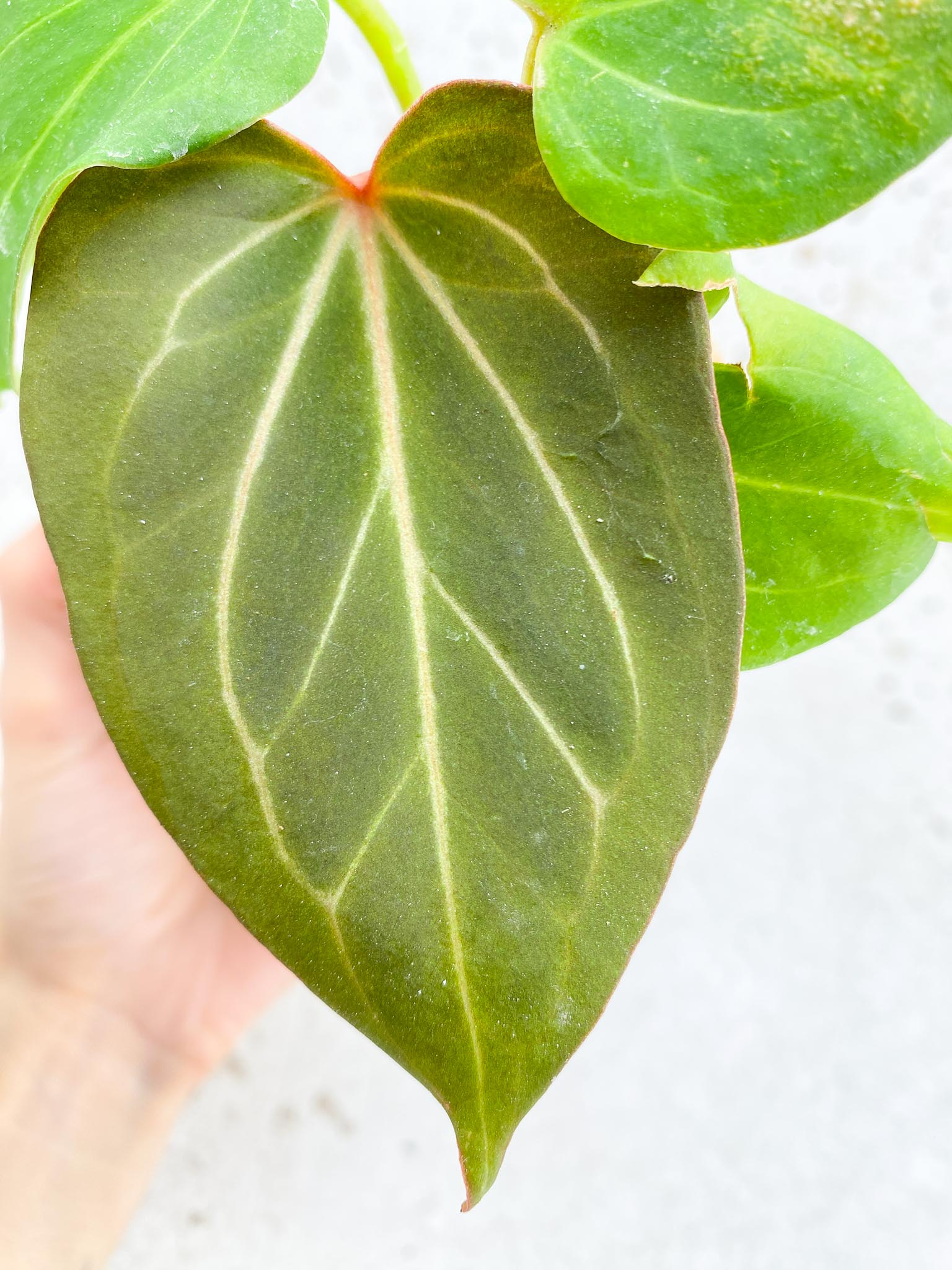 Anthurium  King of Spade Butterfly 5 Leaves 5 Nodes  Multiple Buds Top Cutting Rooted