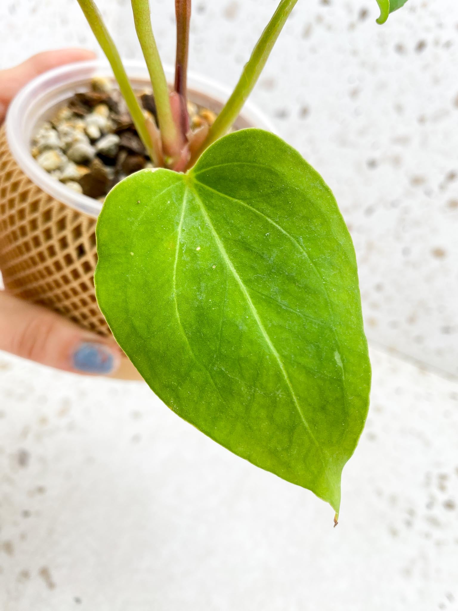 Anthurium  King of Spade Butterfly 5 Leaves 5 Nodes  Multiple Buds Top Cutting Rooted