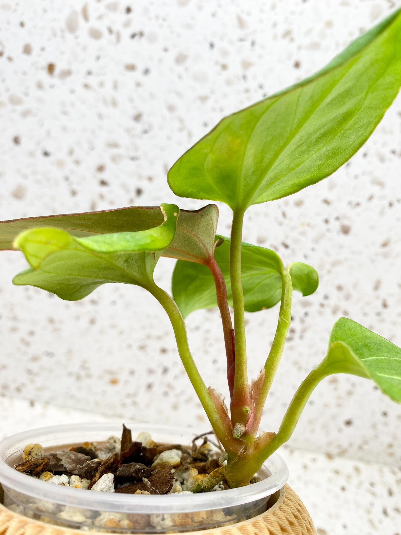 Anthurium  King of Spade Butterfly 5 Leaves 5 Nodes  Multiple Buds Top Cutting Rooted