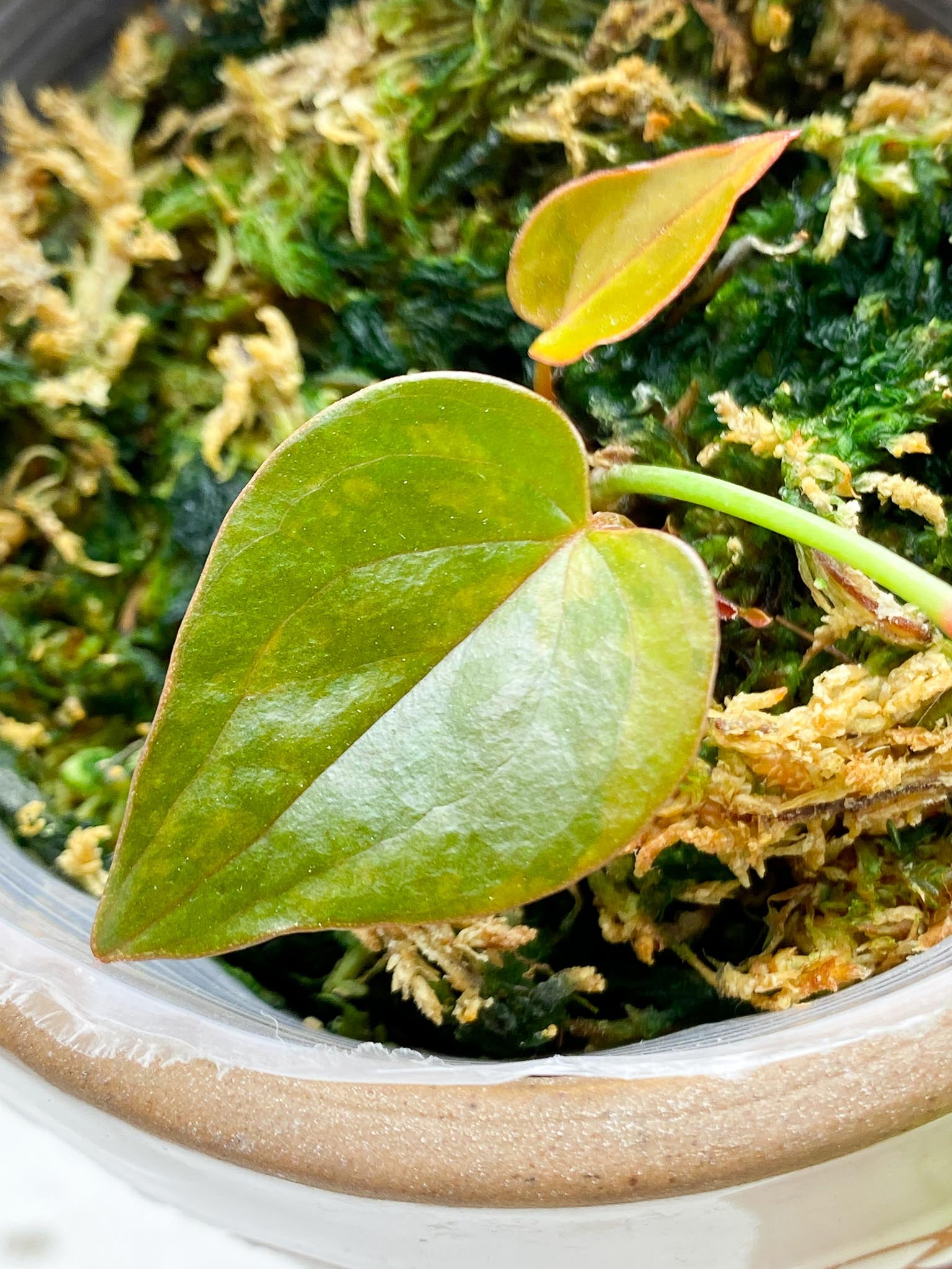 Anthurium andraeanum Variegated 4 Leaves  Multiple Nodes 2 Sprouts  Highly Variegated Rooted