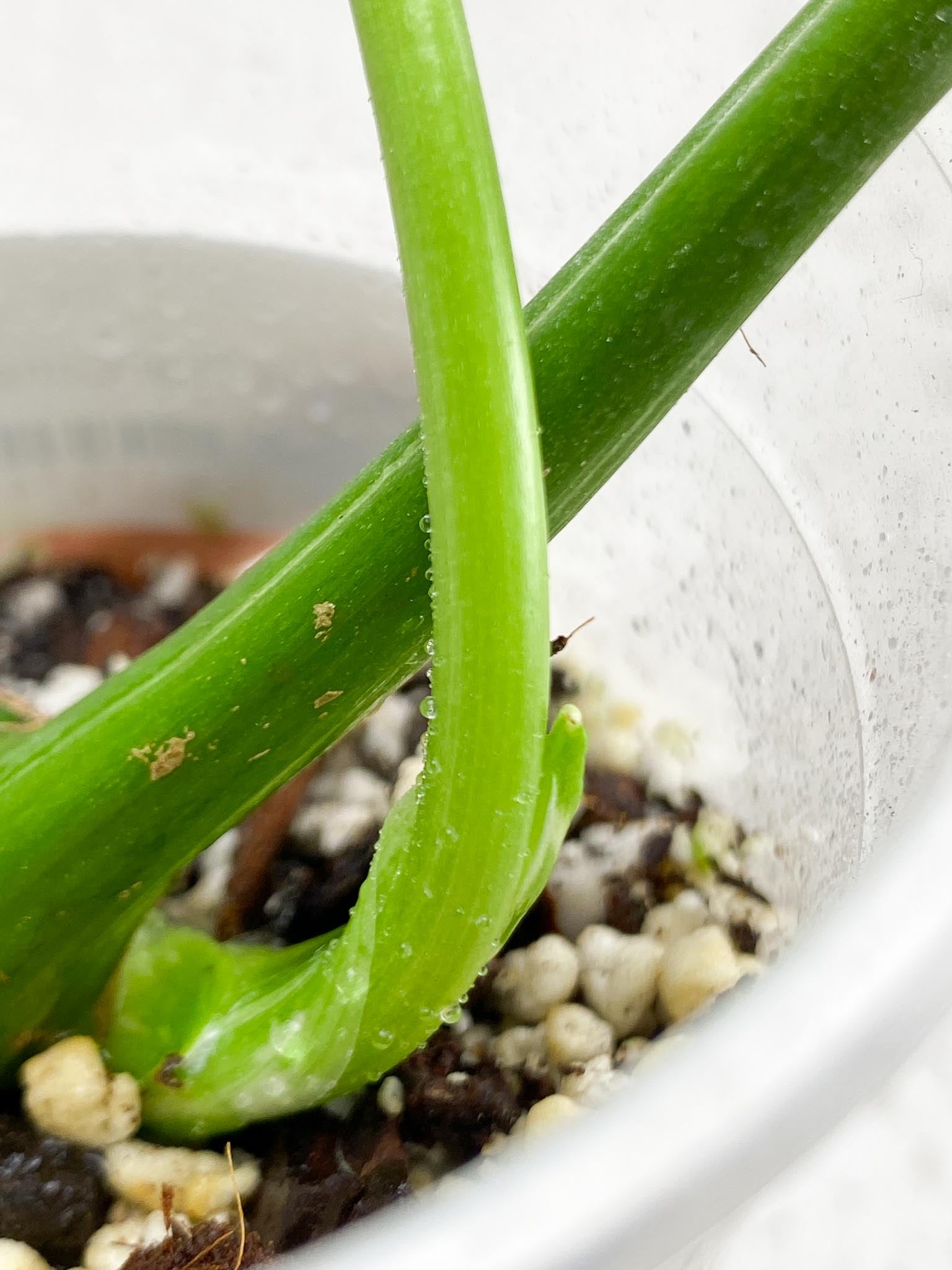 Monstera Thai Constellation 3 Leaves  3 Nodes  Rooted