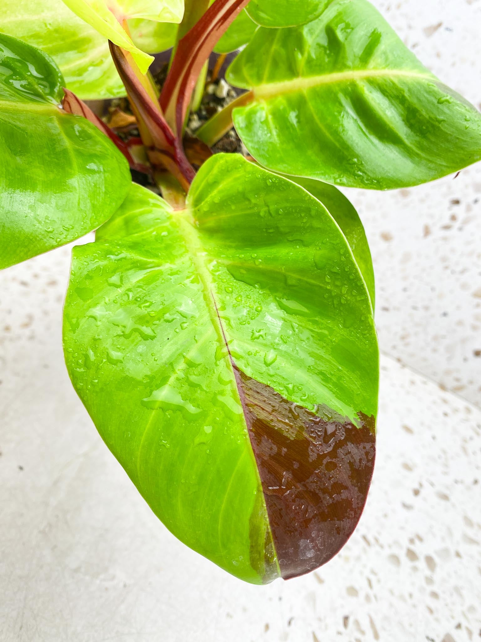 Philodendron Red Moon Variegated Multiple Leaves  Multiple Nodes Mother plant Rooted