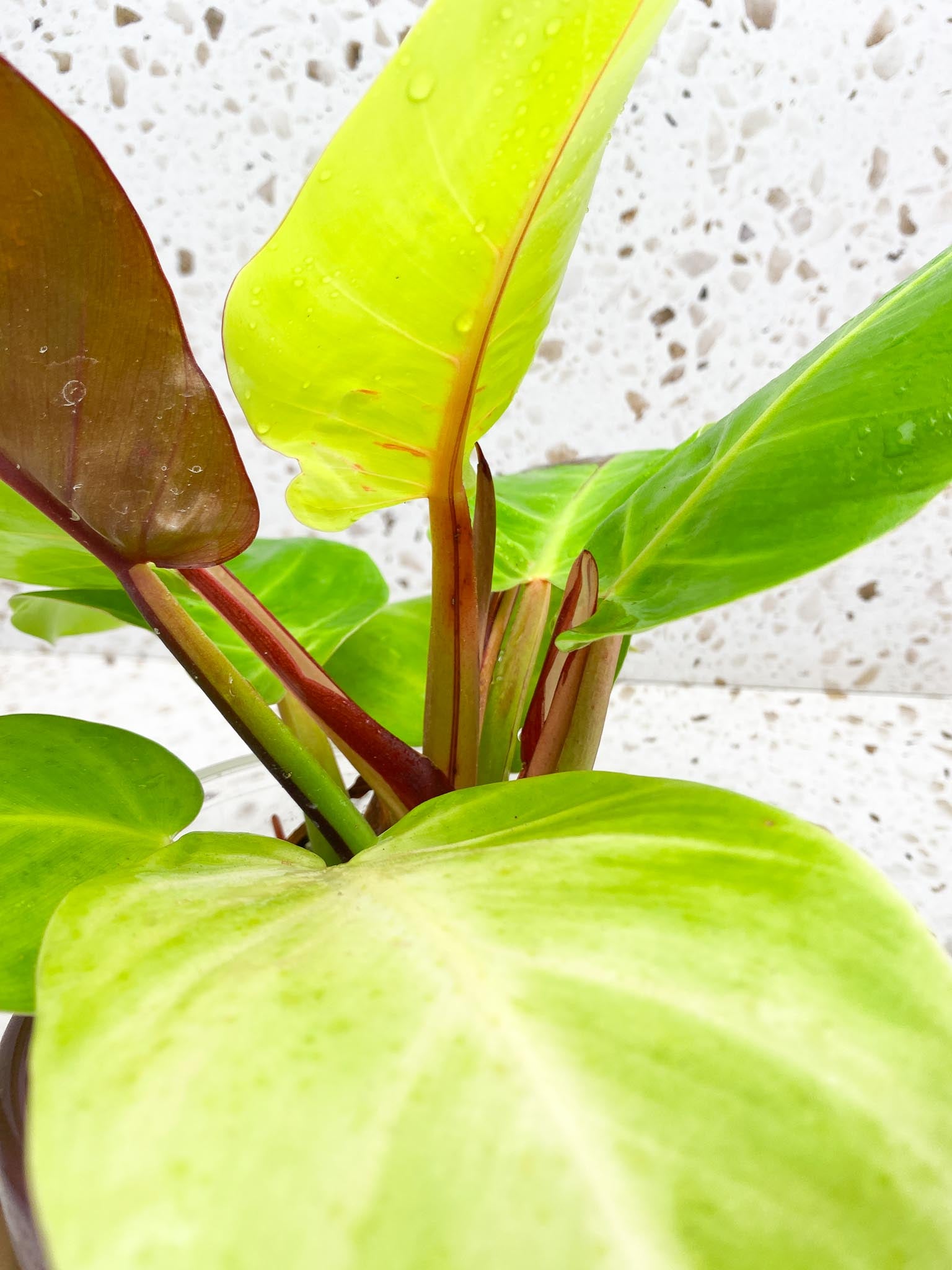 Philodendron Red Moon Variegated Multiple Leaves  Multiple Nodes Mother plant Rooted